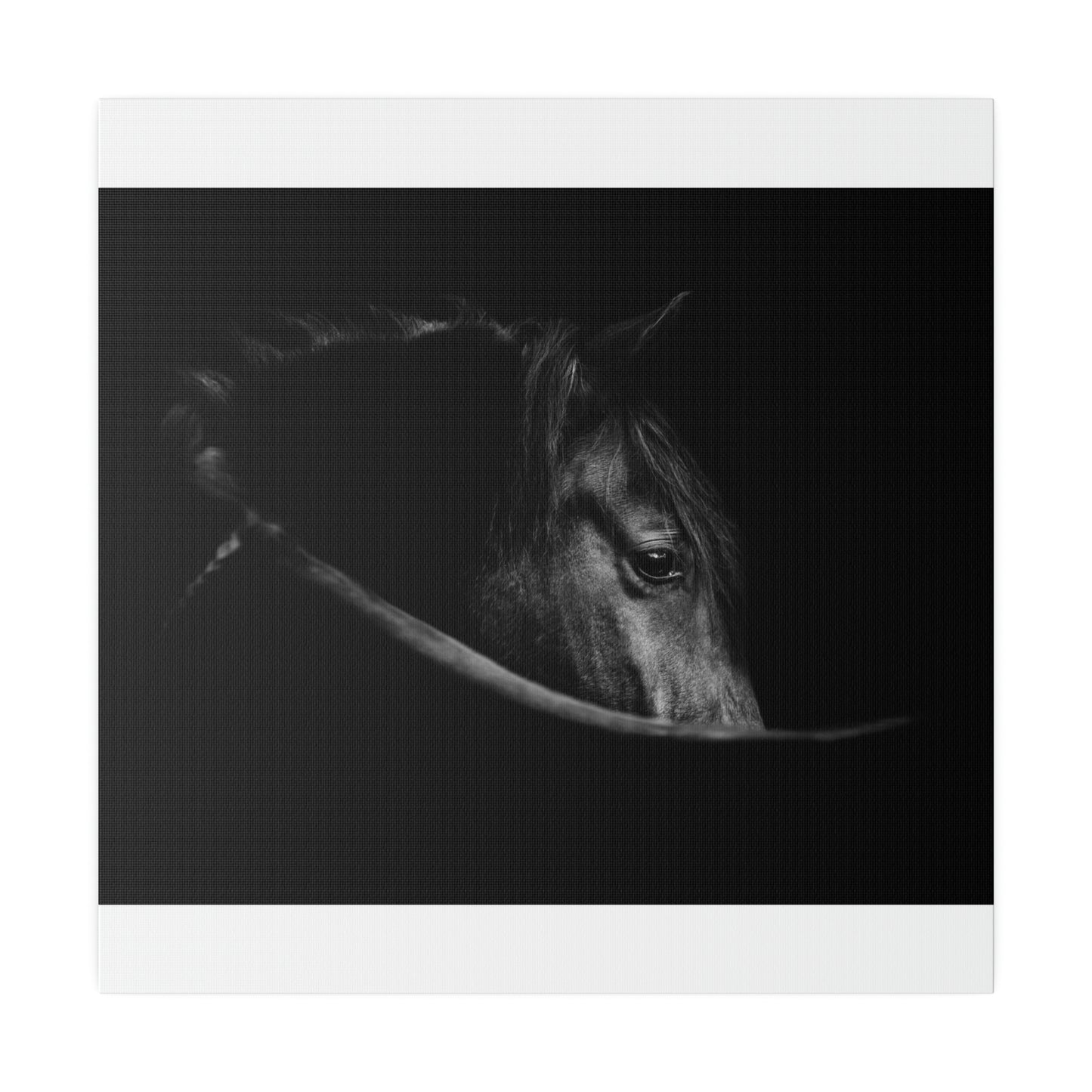 Black Beauty on Matte Canvas, Stretched, 0.75"