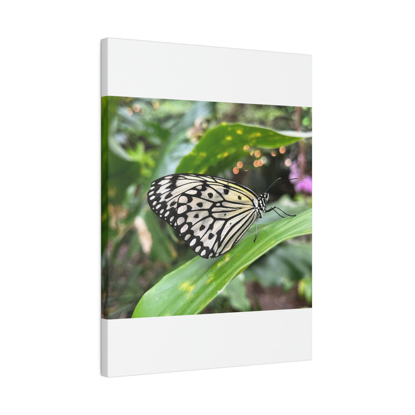 Black and White Butterfly on Matte Canvas, Stretched, 0.75"