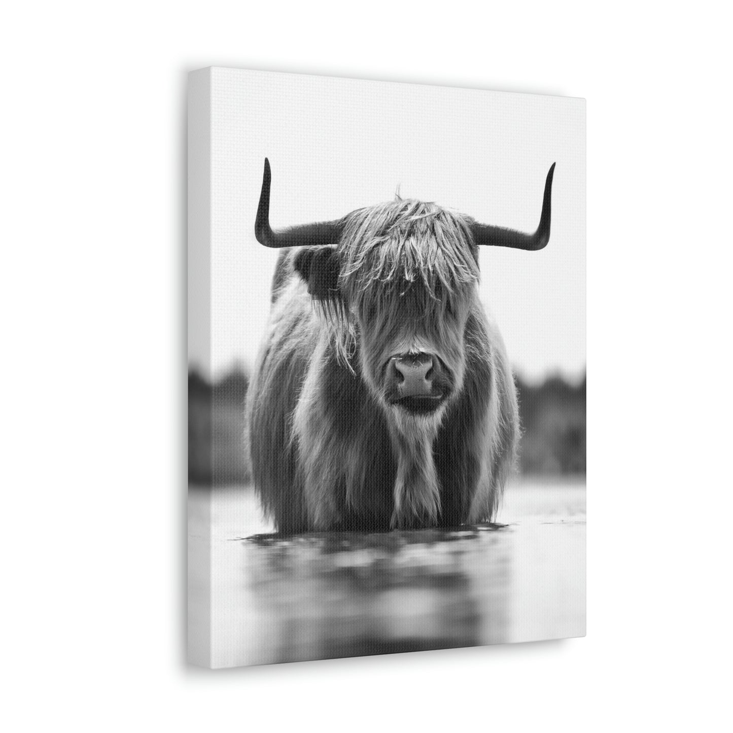 Highland Cow in water