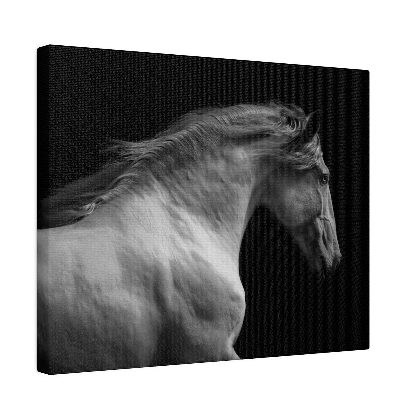 Black and White Horse on Matte Canvas, Stretched, 0.75"