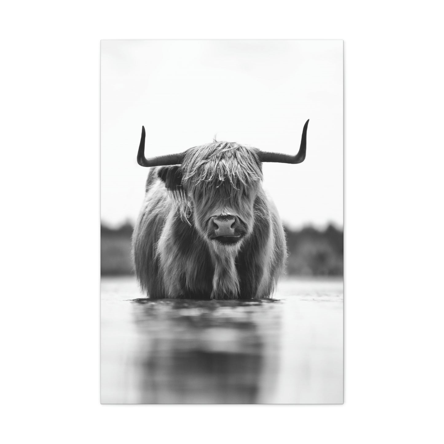 Highland Cow in water