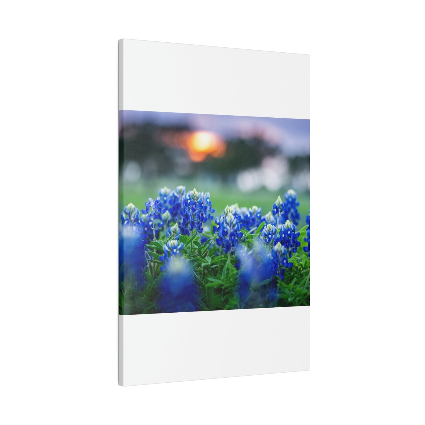 Blue Bonnets on matte Canvas, Stretched, 0.75"