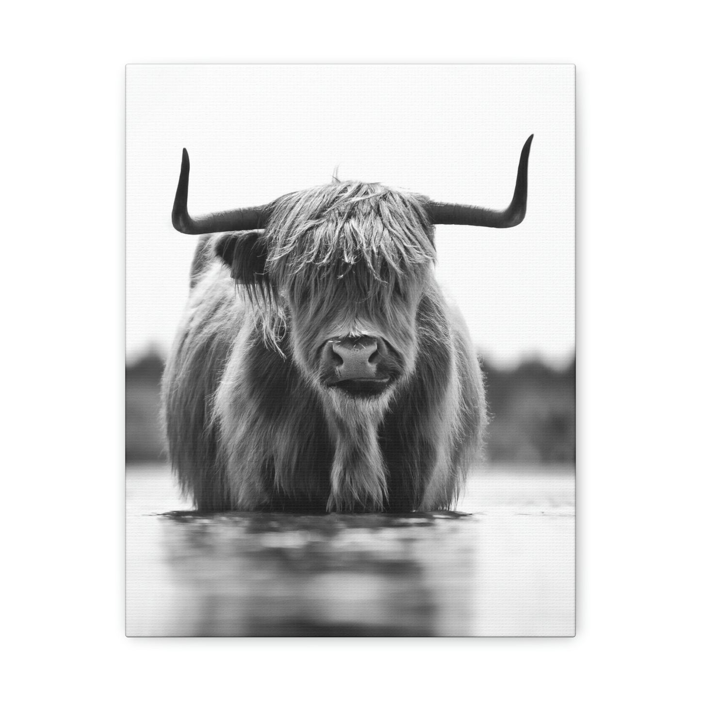 Highland Cow in water