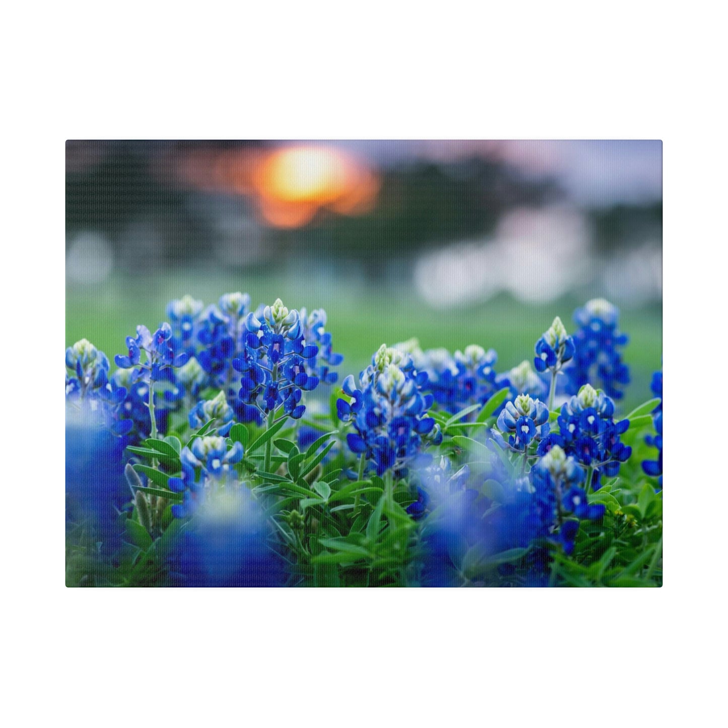 Blue Bonnets on matte Canvas, Stretched, 0.75"