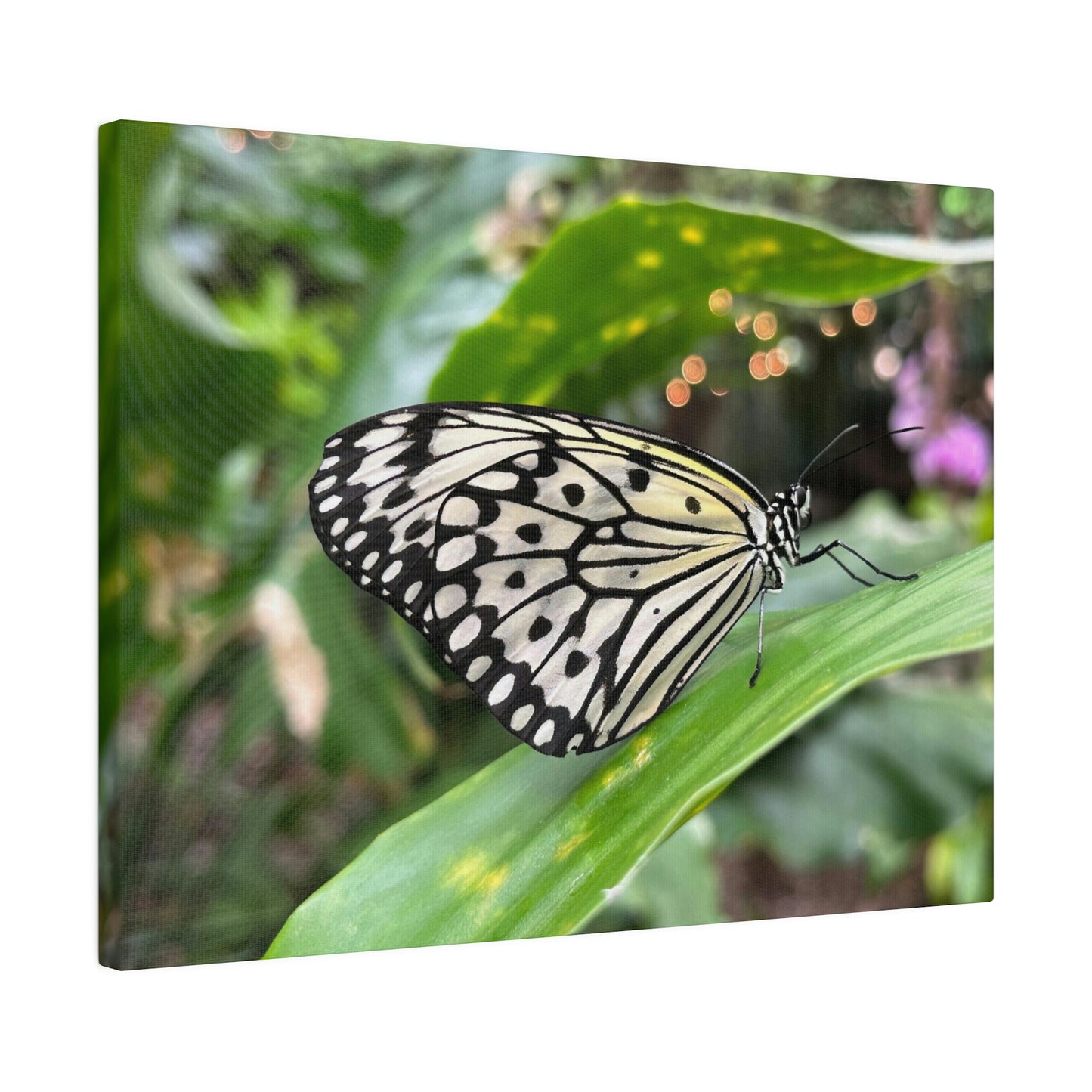 Black and White Butterfly on Matte Canvas, Stretched, 0.75"