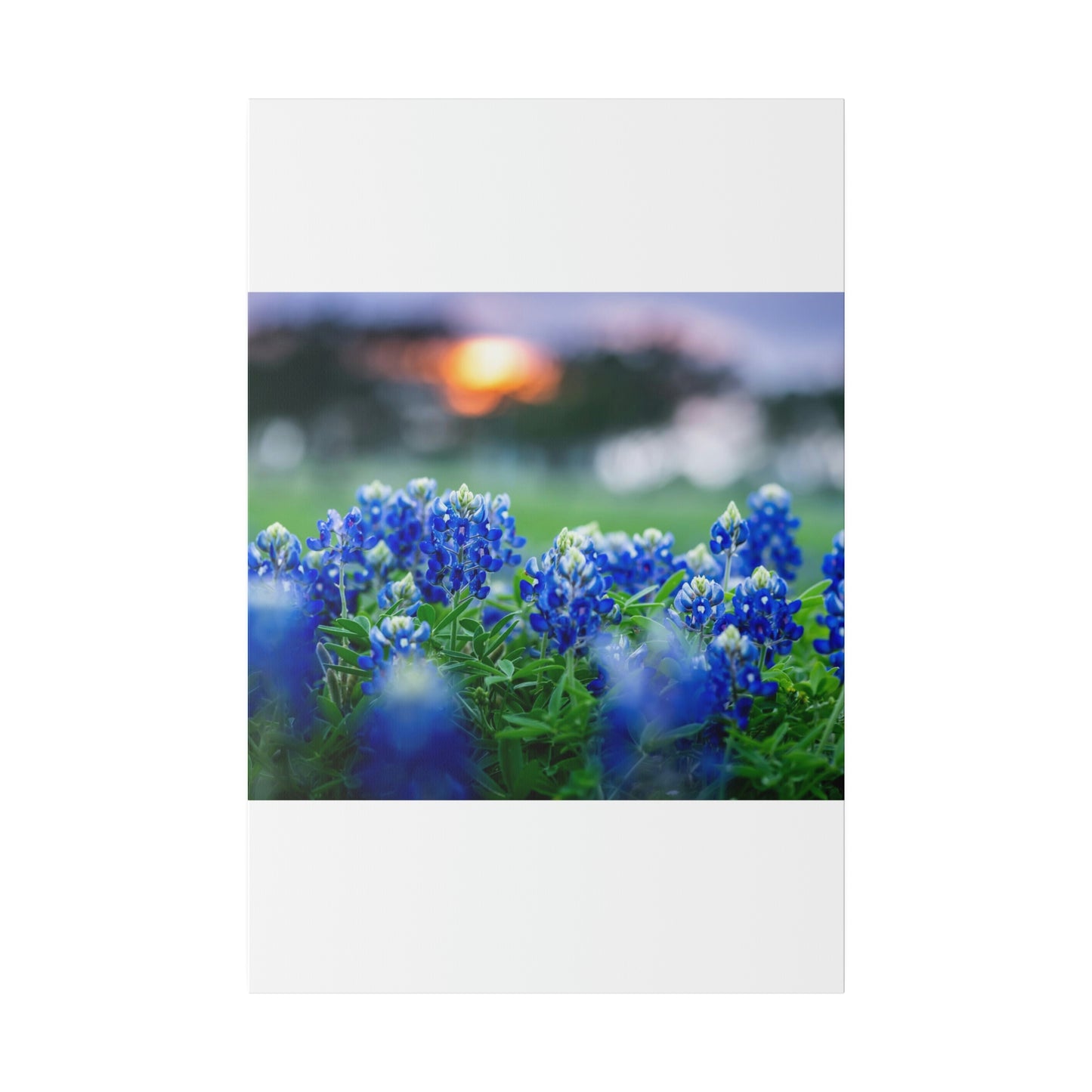 Blue Bonnets on matte Canvas, Stretched, 0.75"