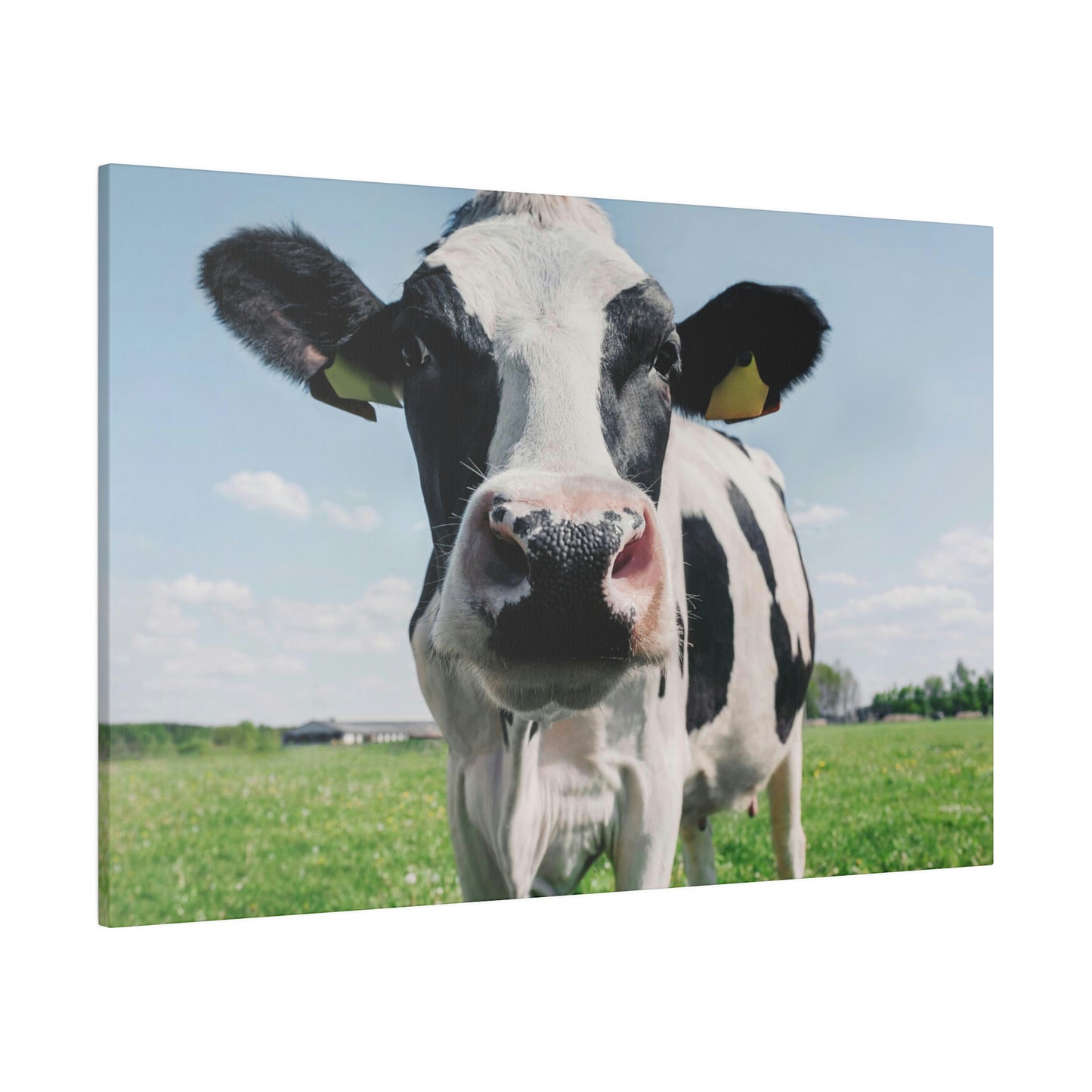 Black and White Cow, Matte Canvas, Stretched, 0.75"