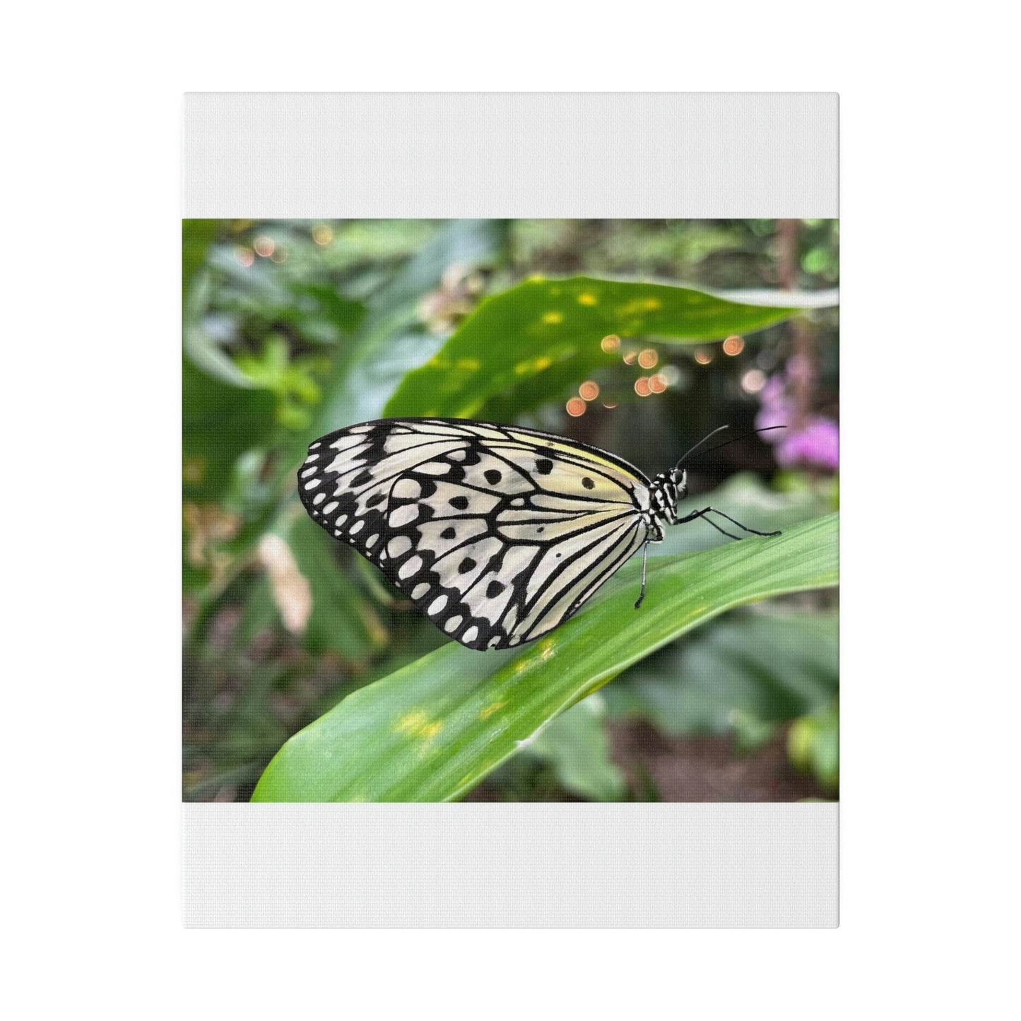 Black and White Butterfly on Matte Canvas, Stretched, 0.75"