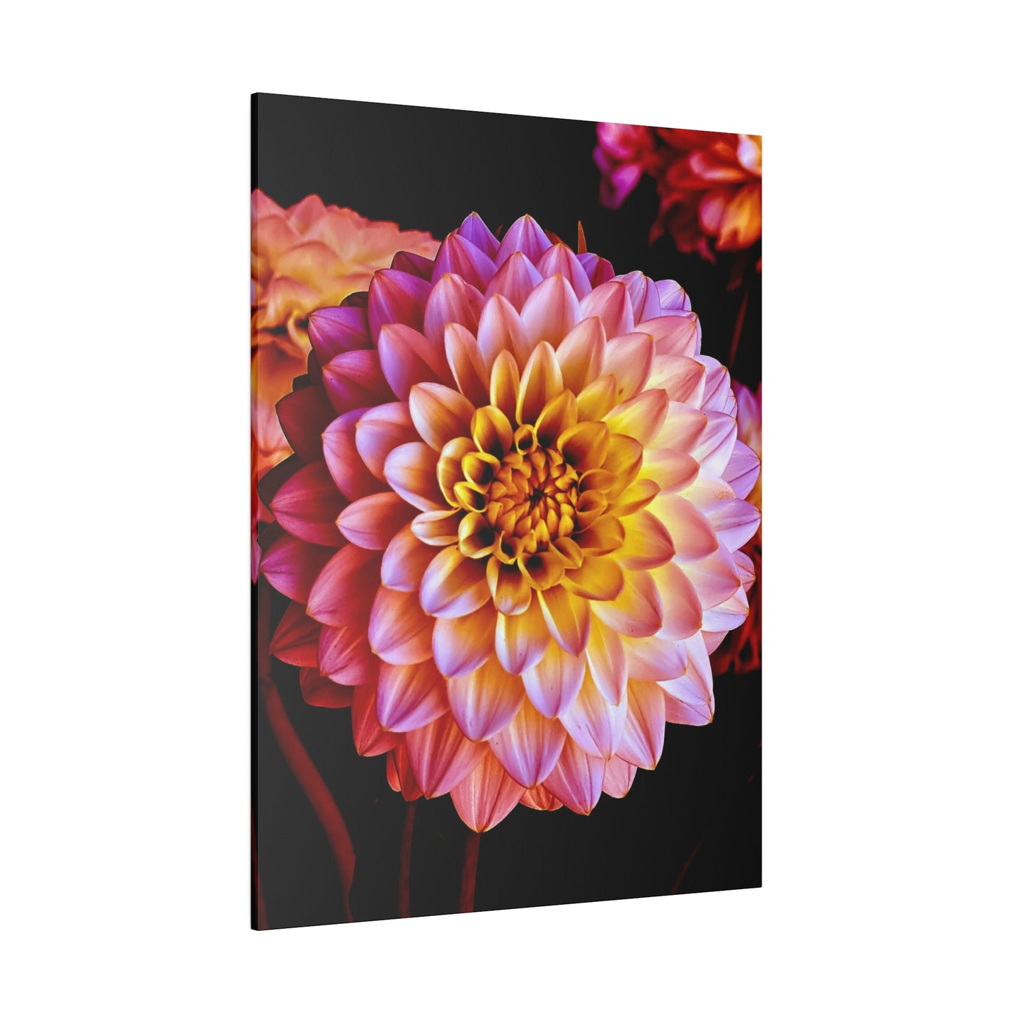 Colorful Dahlia on Matte Canvas, Stretched, 0.75"