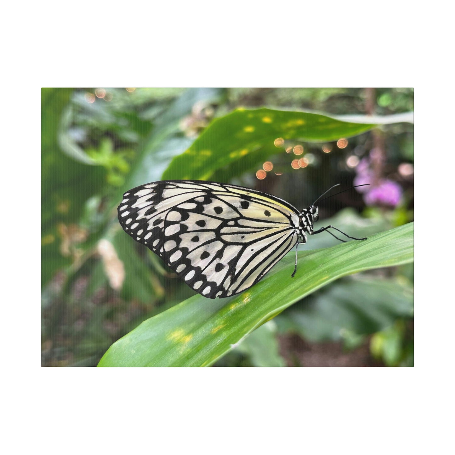 Black and White Butterfly on Matte Canvas, Stretched, 0.75"