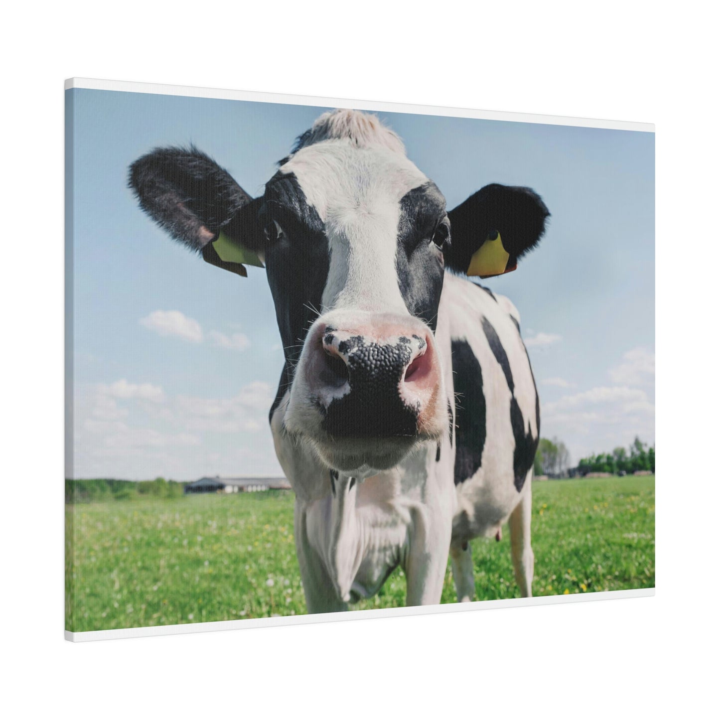 Black and White Cow, Matte Canvas, Stretched, 0.75"