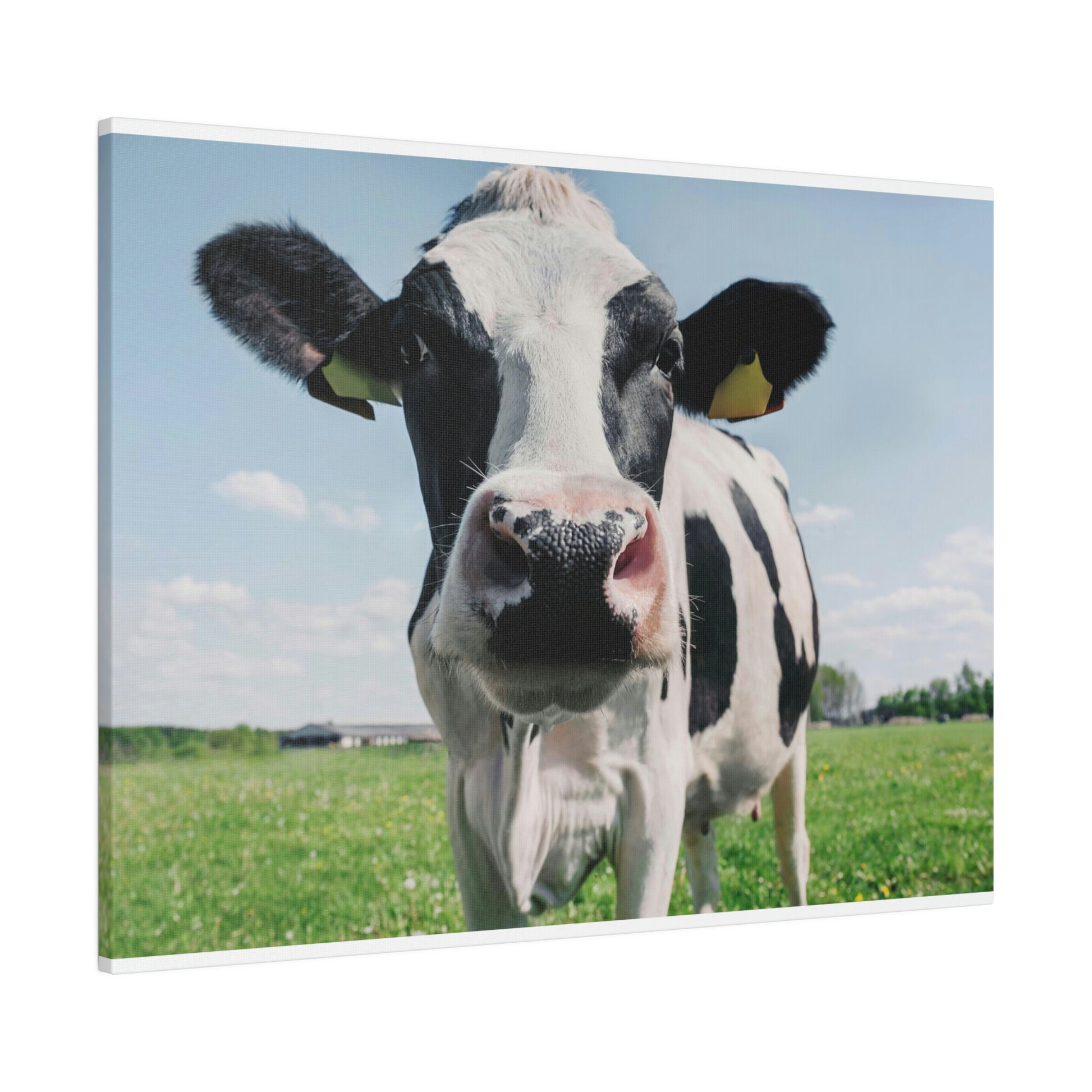 Black and White Cow Paper – 1320LLC