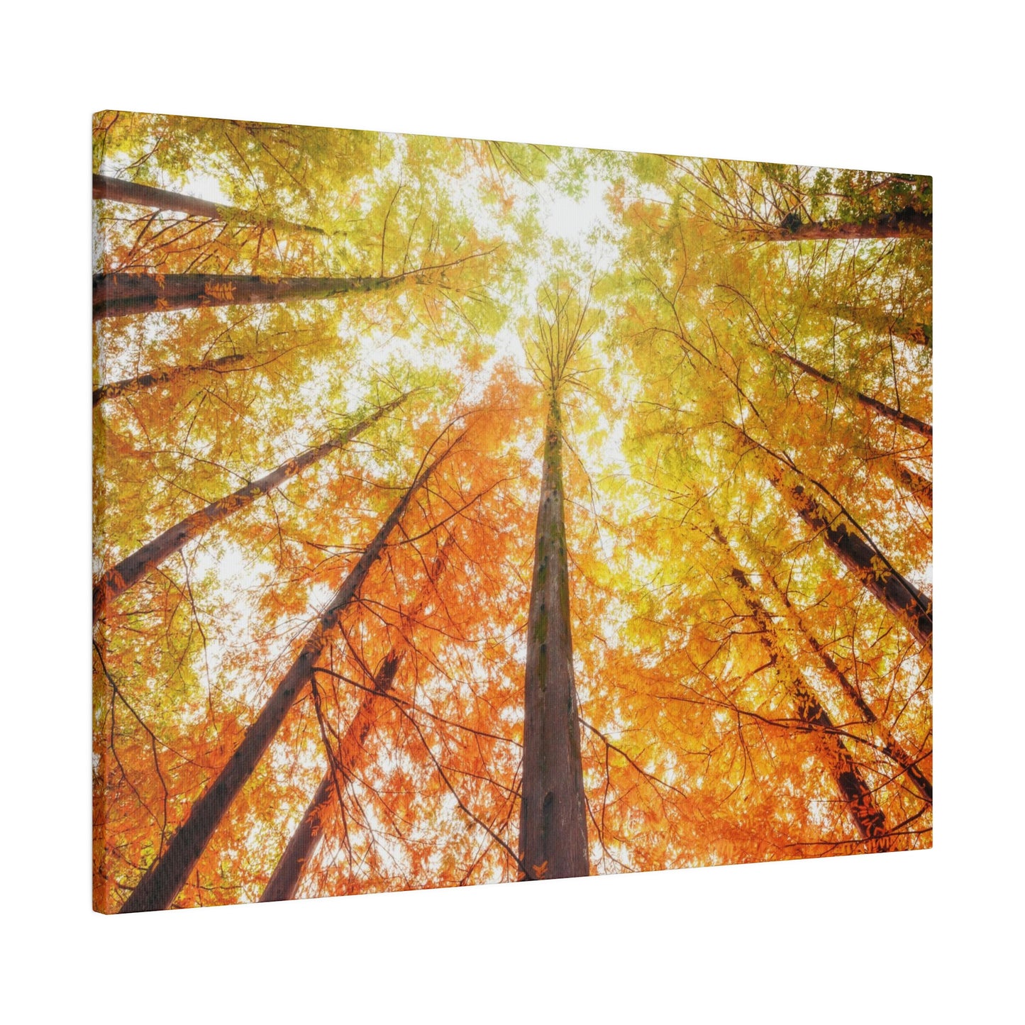 A fall Dream on Matte Canvas, Stretched, 0.75"