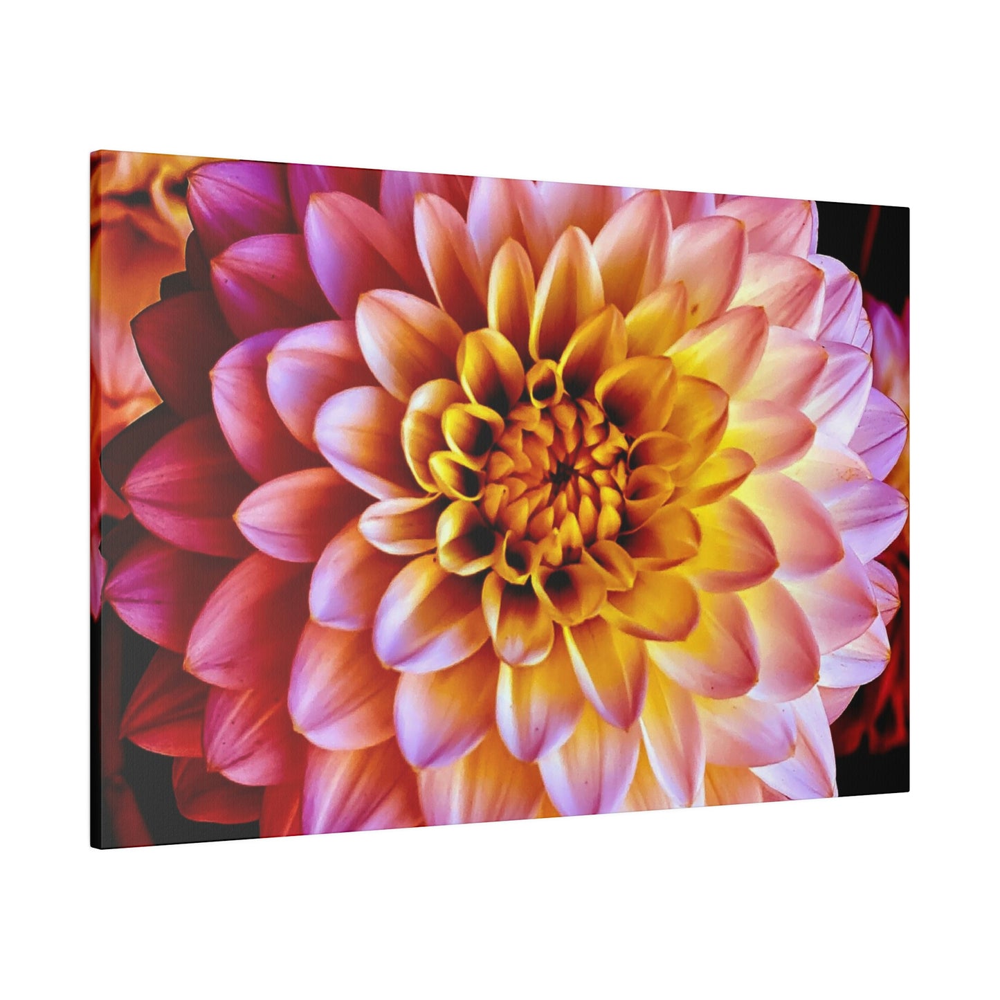 Colorful Dahlia on Matte Canvas, Stretched, 0.75"