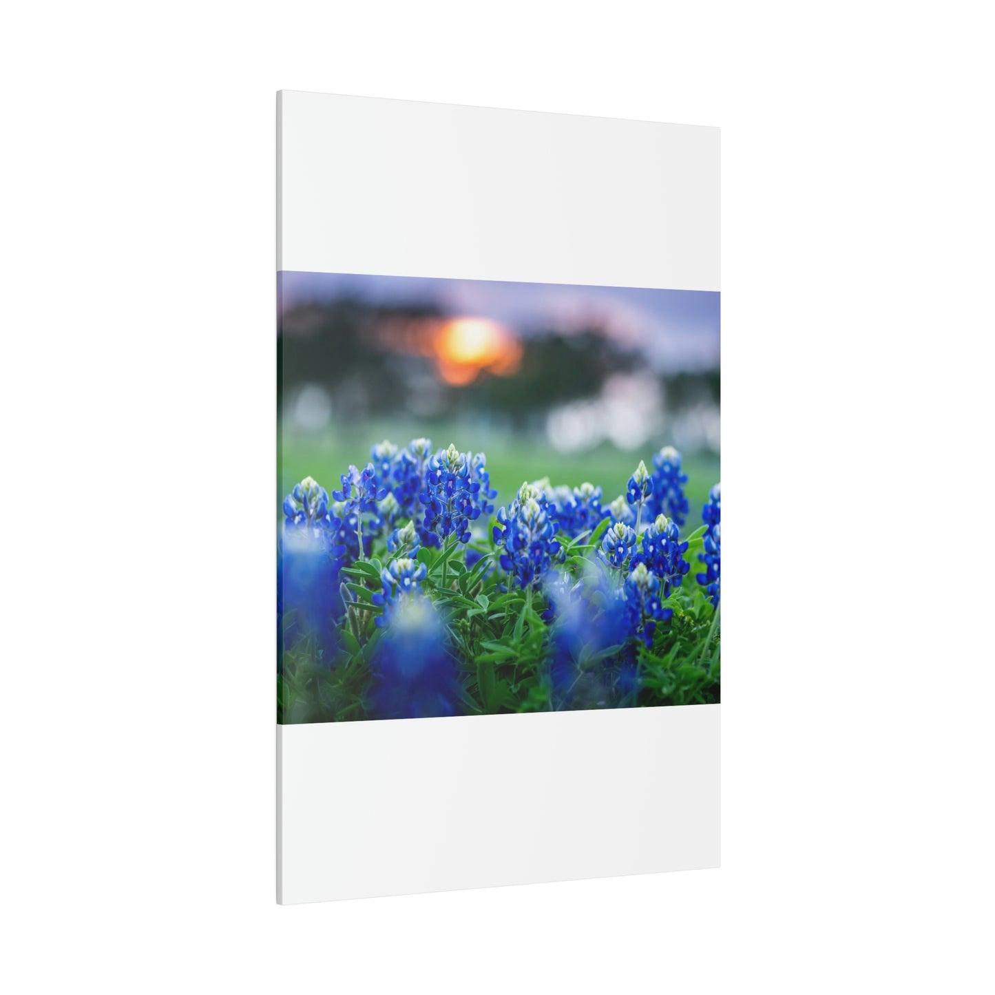 Blue Bonnets on matte Canvas, Stretched, 0.75"