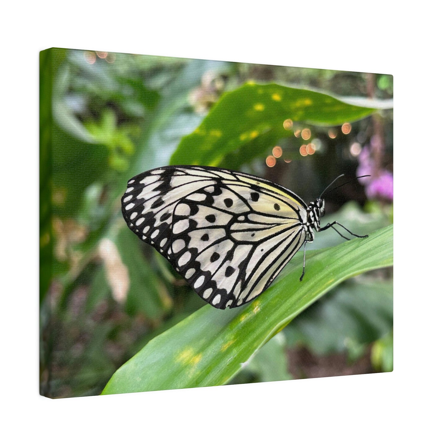 Black and White Butterfly on Matte Canvas, Stretched, 0.75"