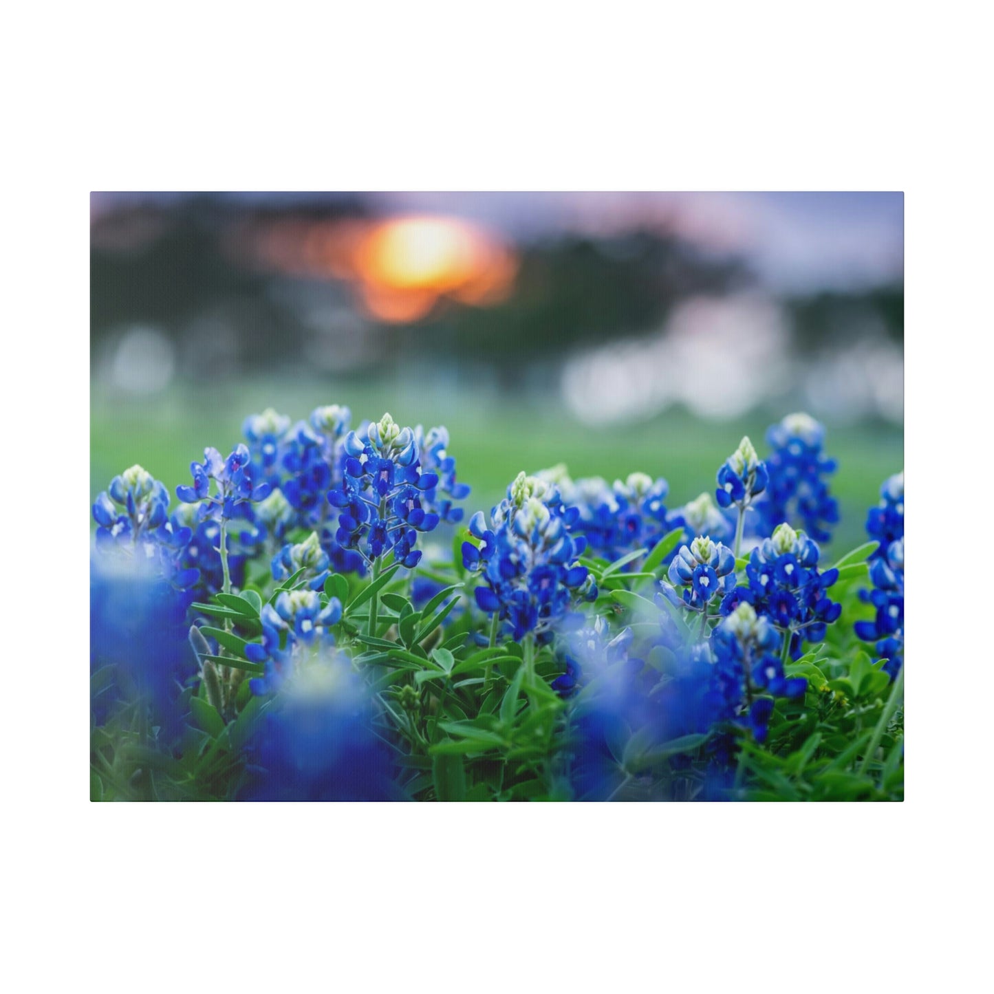 Blue Bonnets on matte Canvas, Stretched, 0.75"