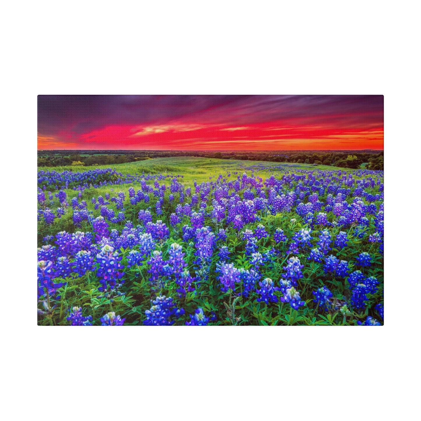 Blue Bonnets at Sun Set Matte Canvas, Stretched, 0.75"