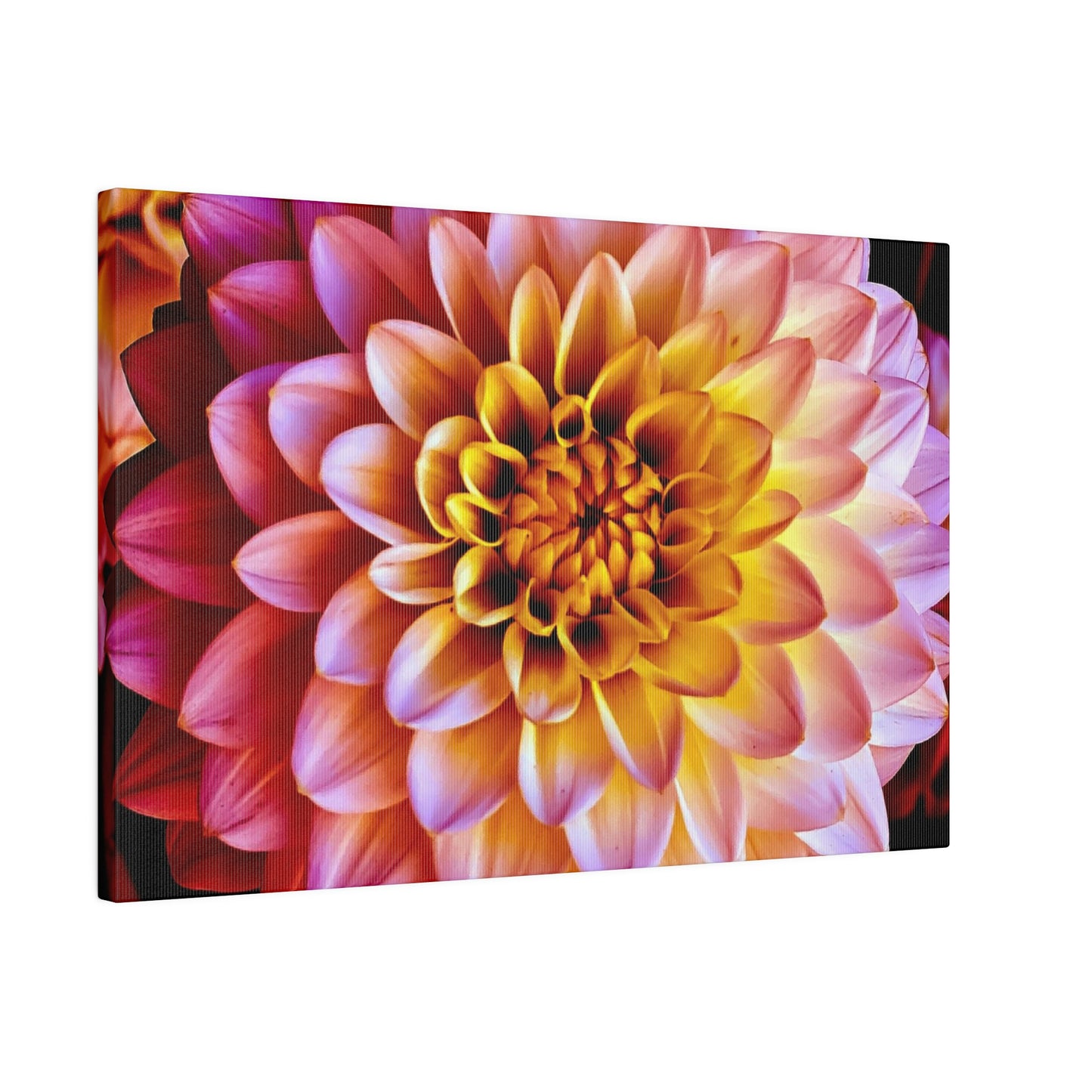 Colorful Dahlia on Matte Canvas, Stretched, 0.75"