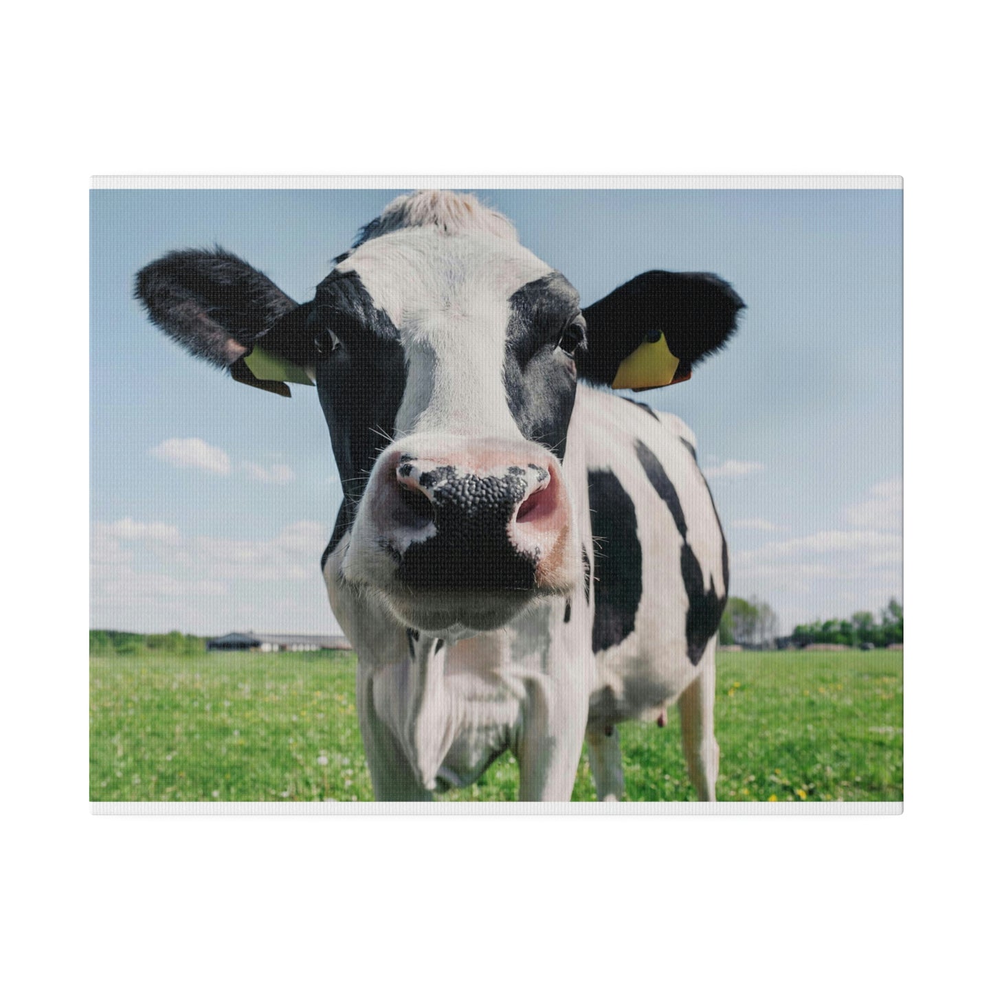 Black and White Cow, Matte Canvas, Stretched, 0.75"