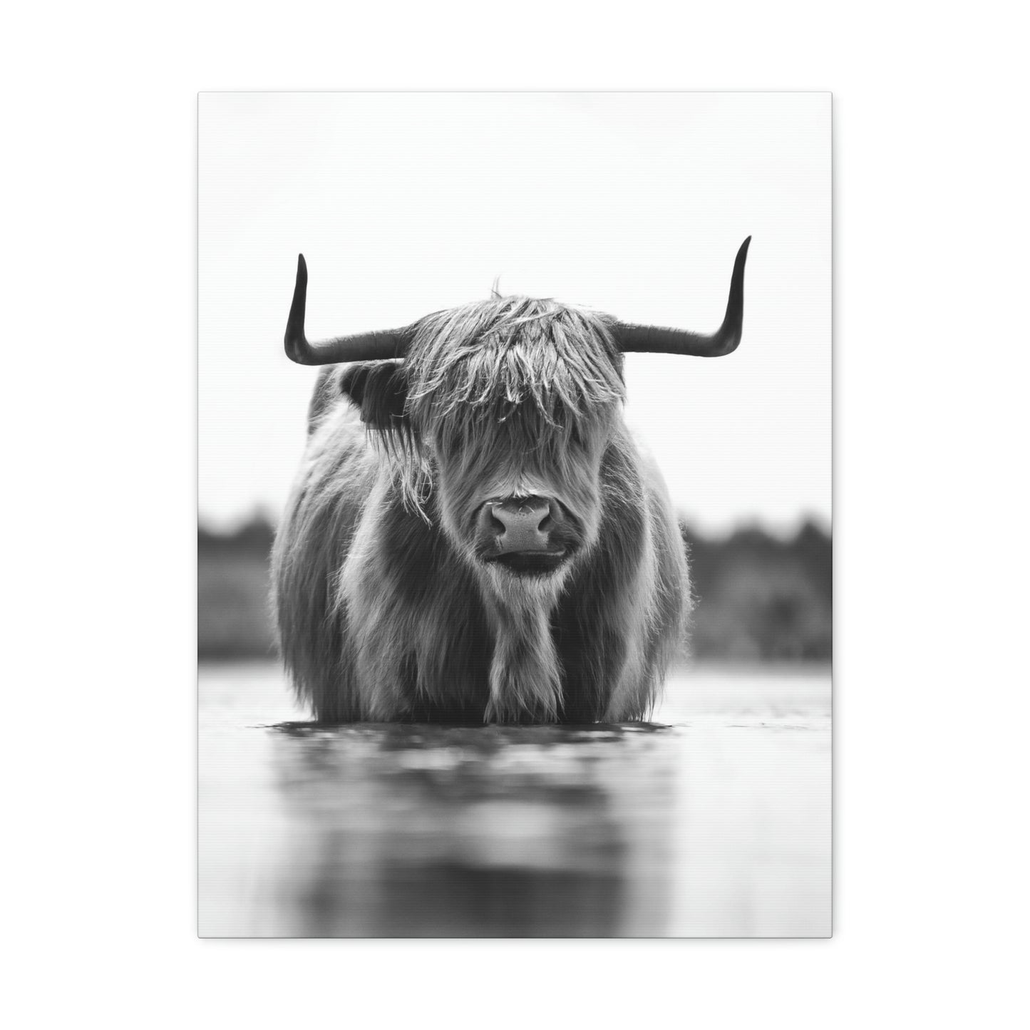 Highland Cow in water