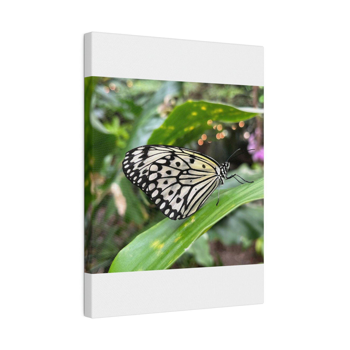 Black and White Butterfly on Matte Canvas, Stretched, 0.75"