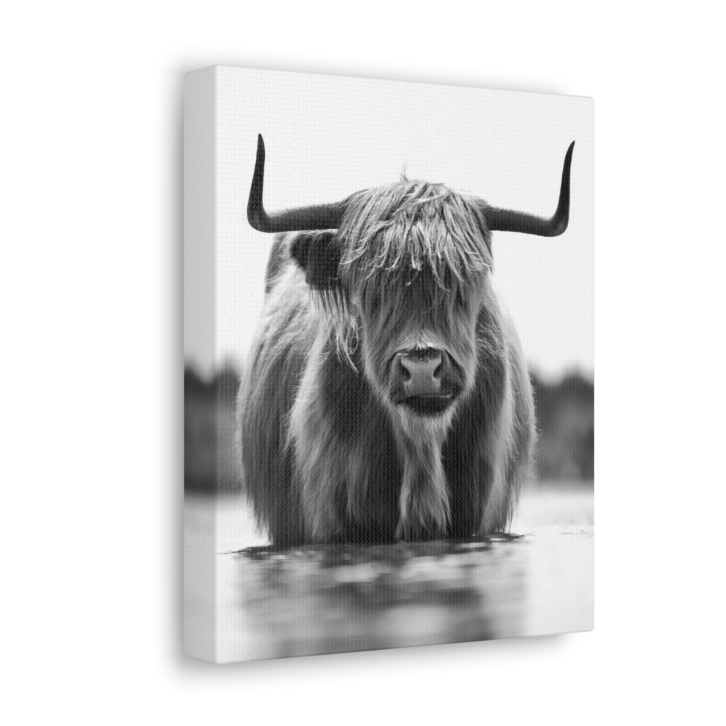 Highland Cow in water