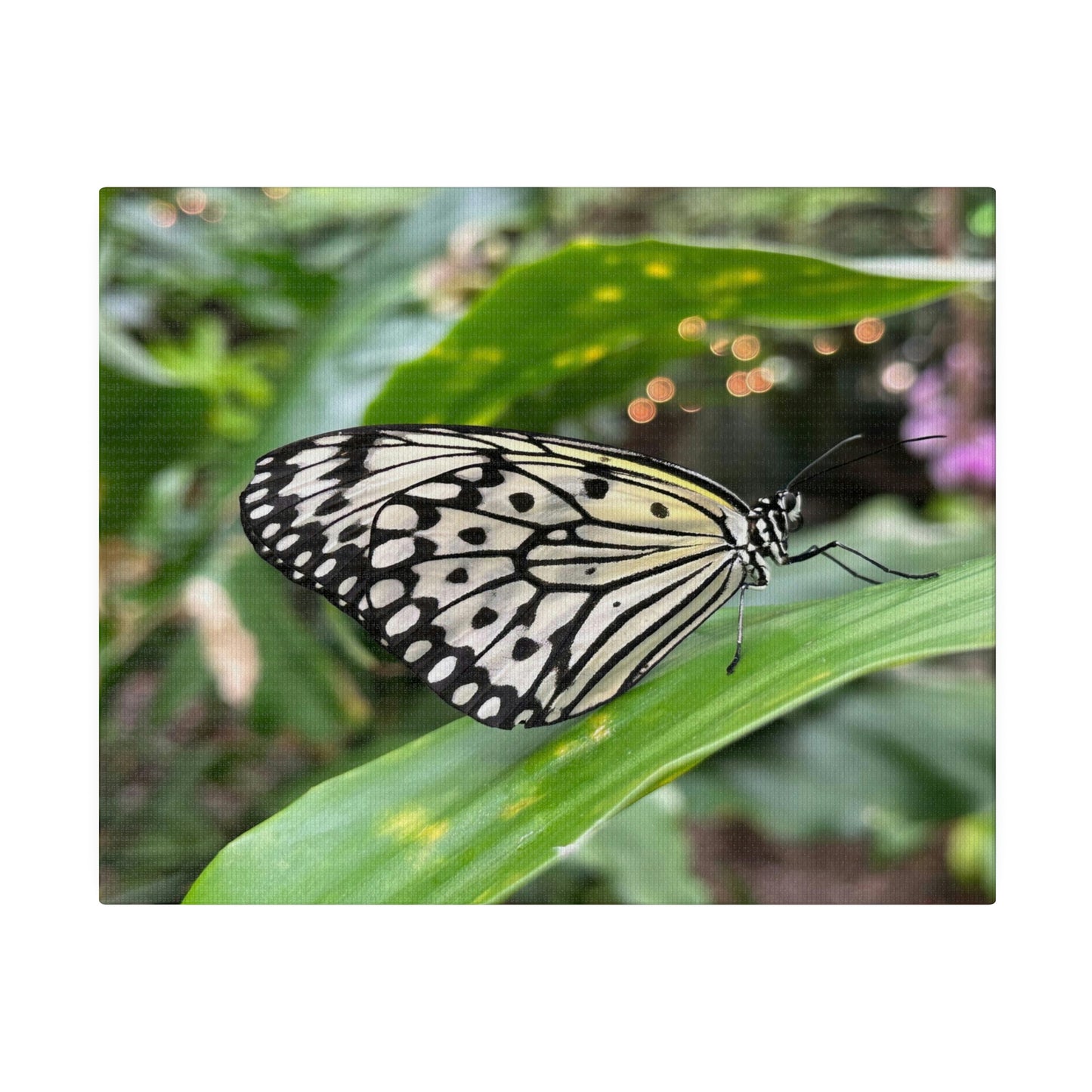 Black and White Butterfly on Matte Canvas, Stretched, 0.75"