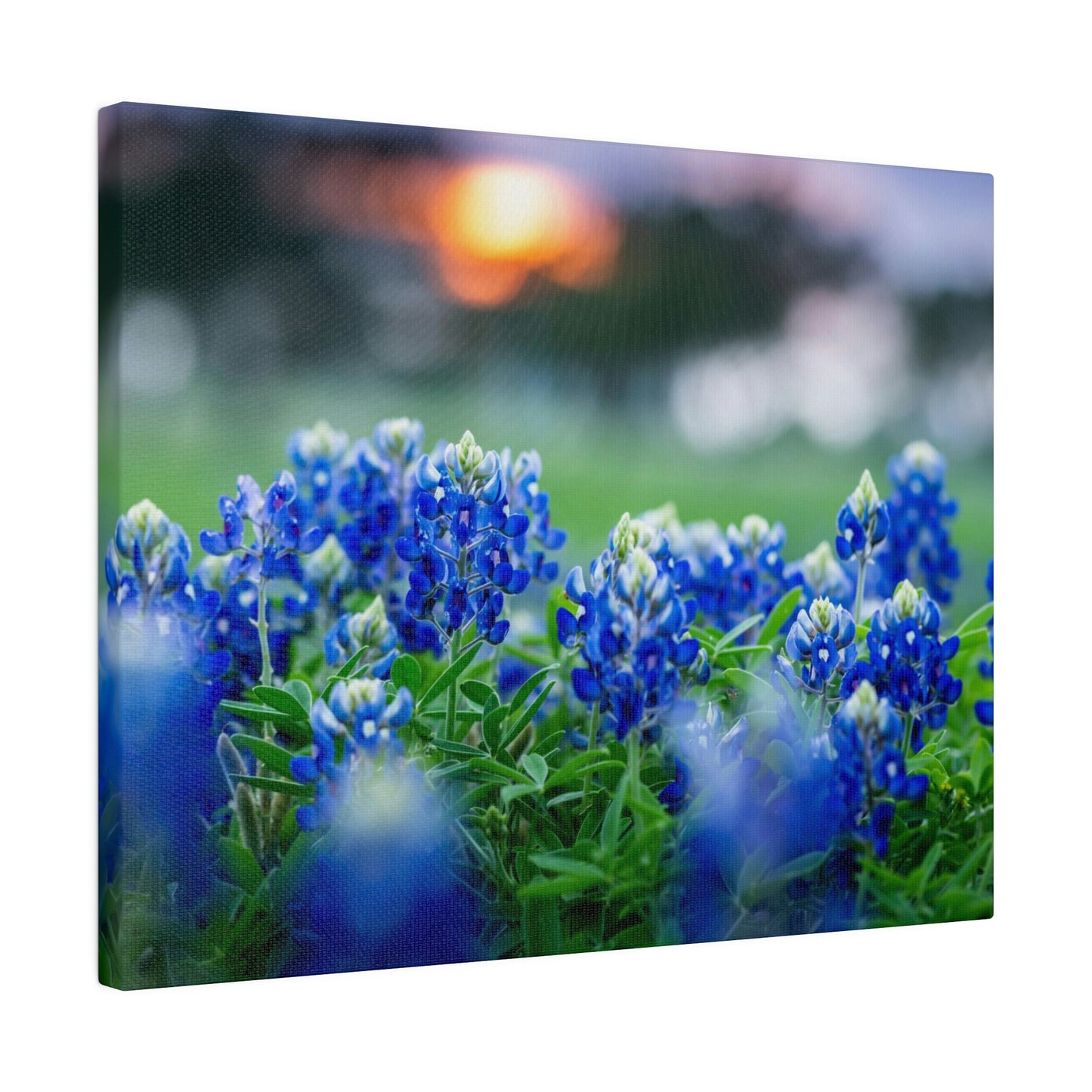 Blue Bonnets on matte Canvas, Stretched, 0.75"