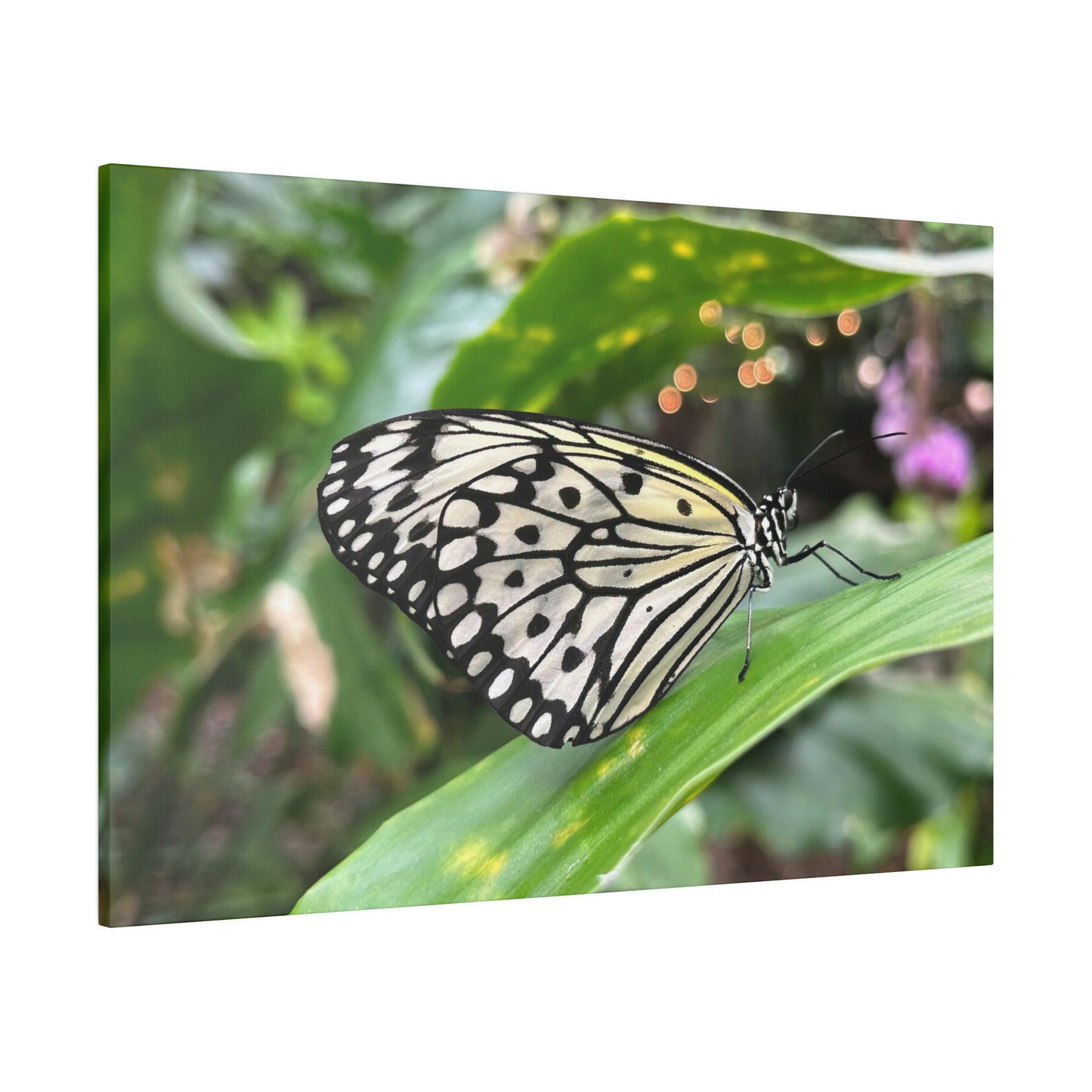 Black and White Butterfly on Matte Canvas, Stretched, 0.75"