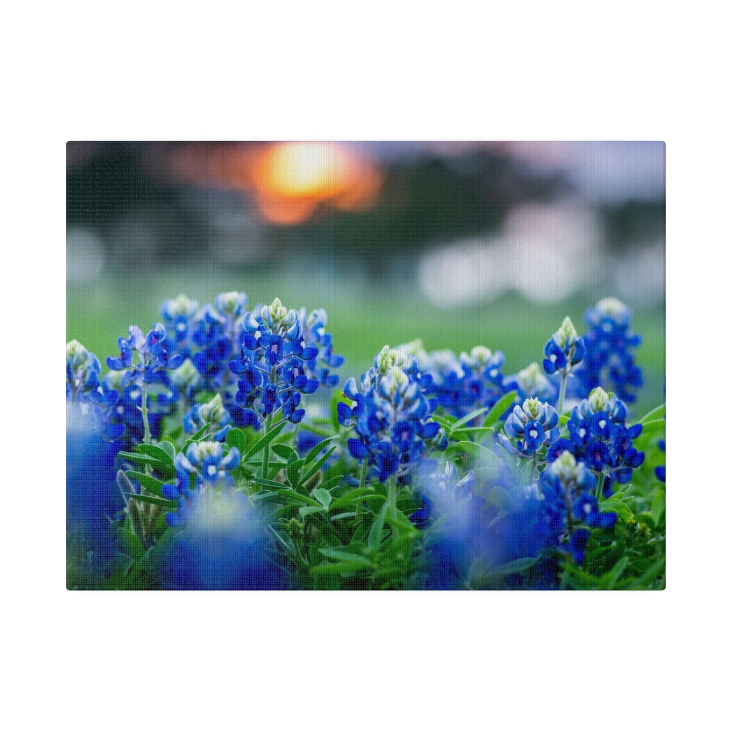 Blue Bonnets on matte Canvas, Stretched, 0.75"