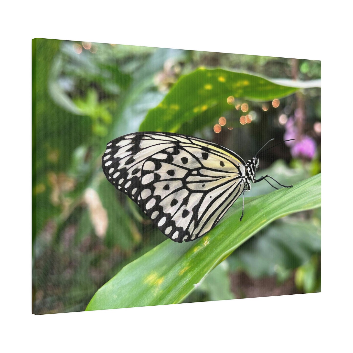 Black and White Butterfly on Matte Canvas, Stretched, 0.75"