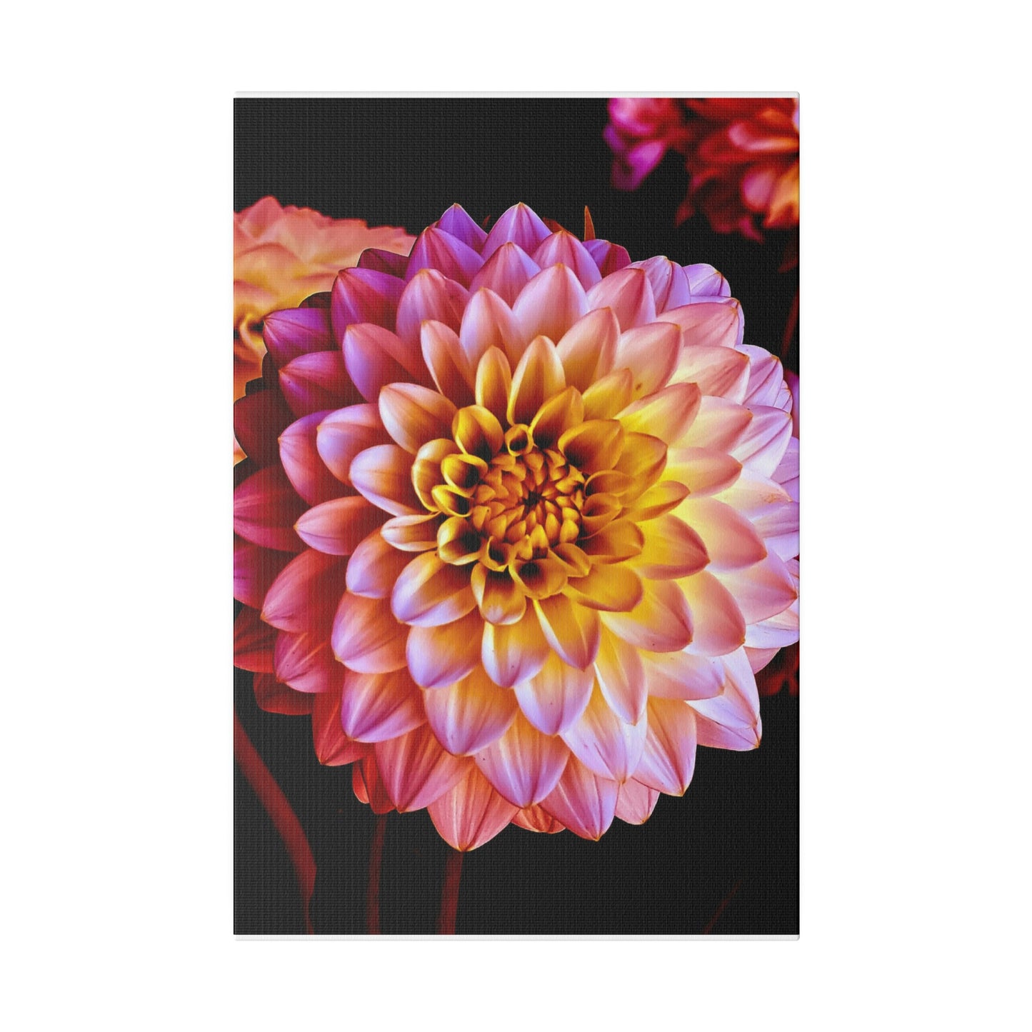 Colorful Dahlia on Matte Canvas, Stretched, 0.75"