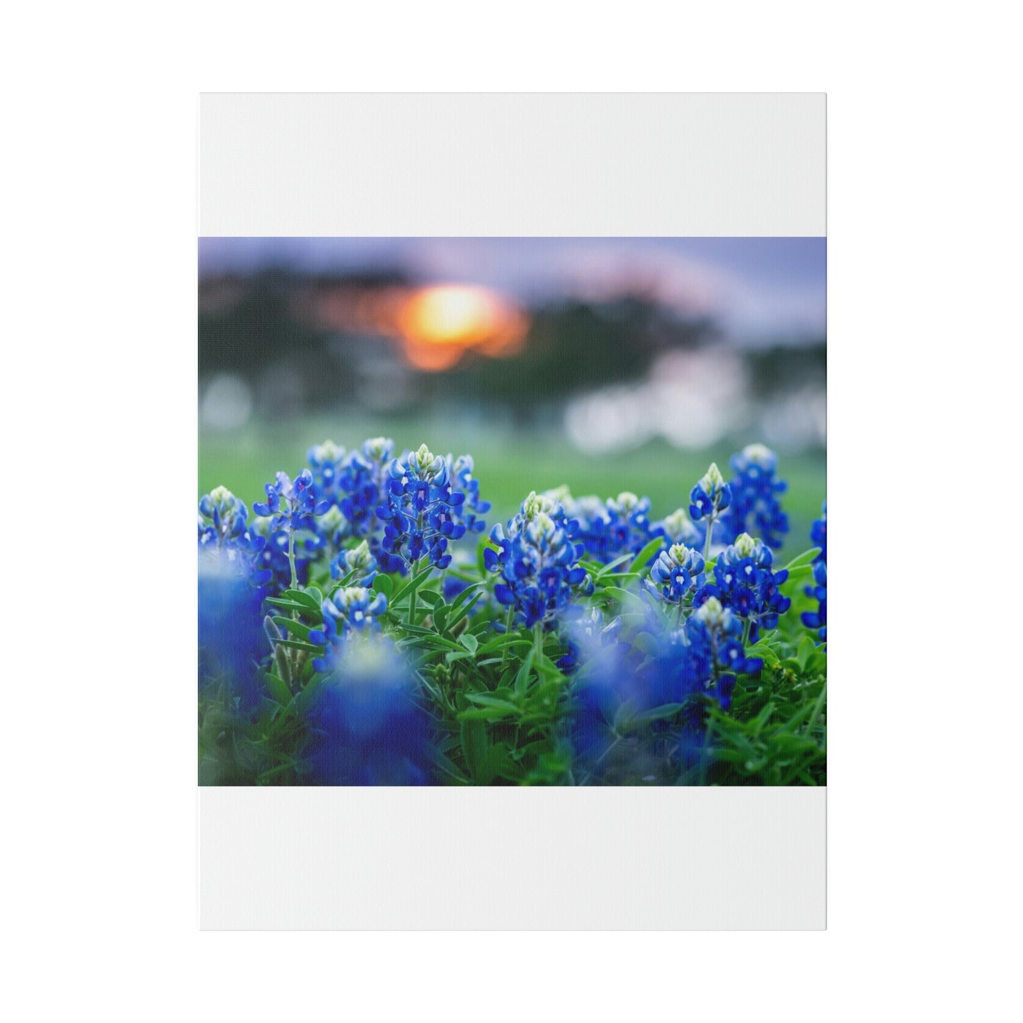 Blue Bonnets on matte Canvas, Stretched, 0.75"