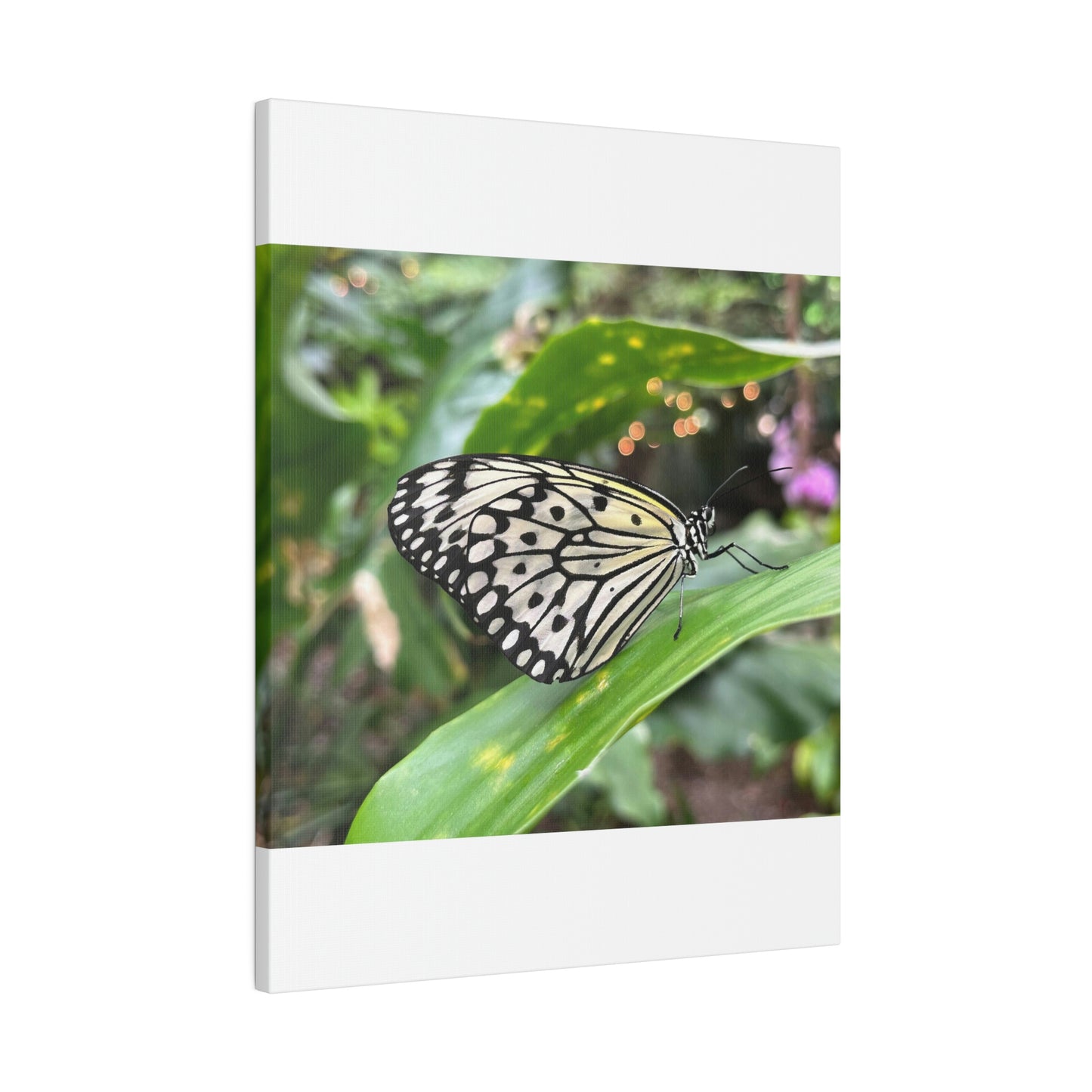 Black and White Butterfly on Matte Canvas, Stretched, 0.75"