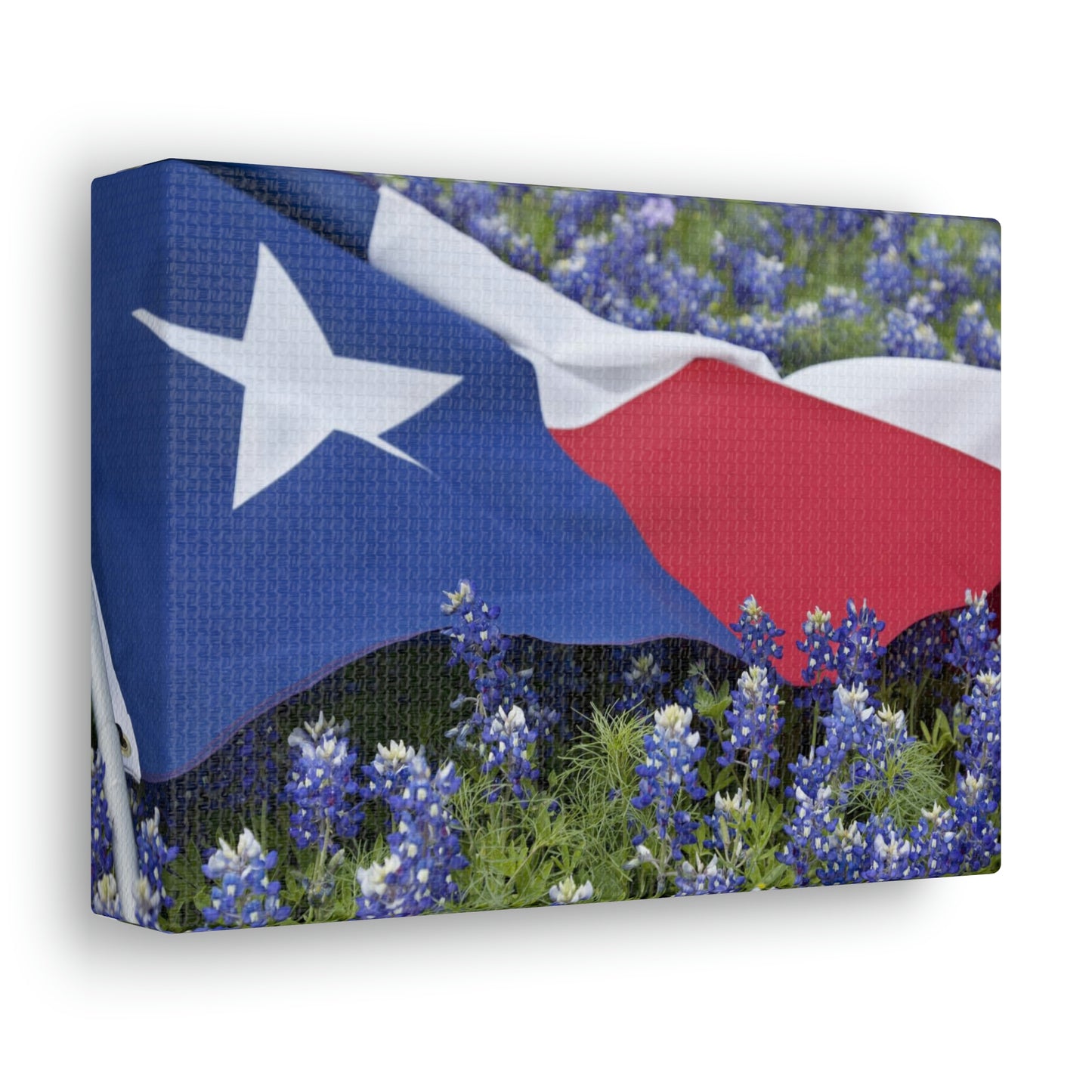 Texas Bluebonnets