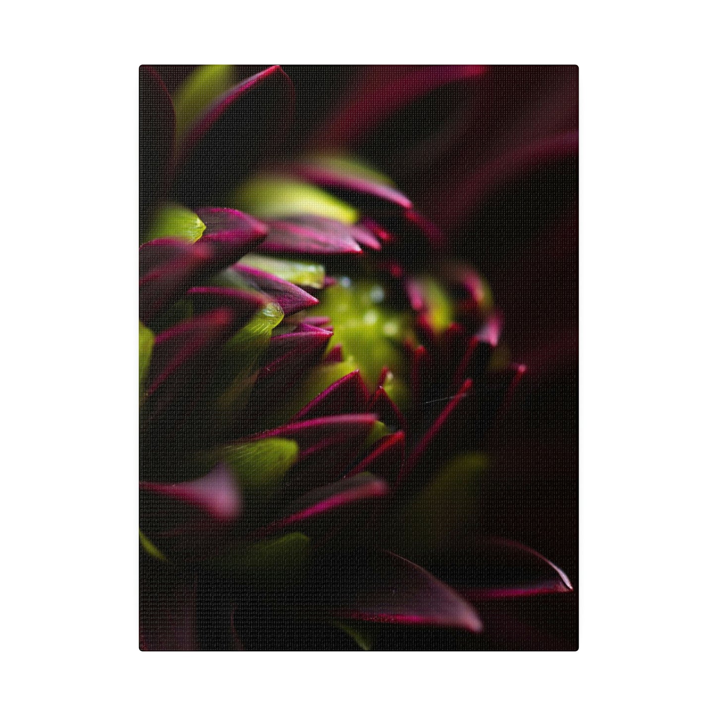 Purple Dahlia on Matte Canvas, Stretched, 0.75"