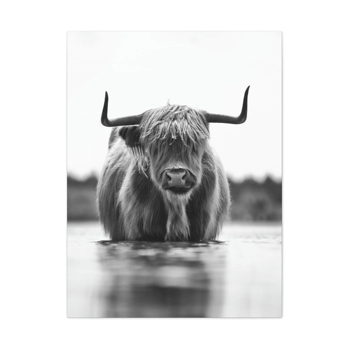 Highland Cow in water