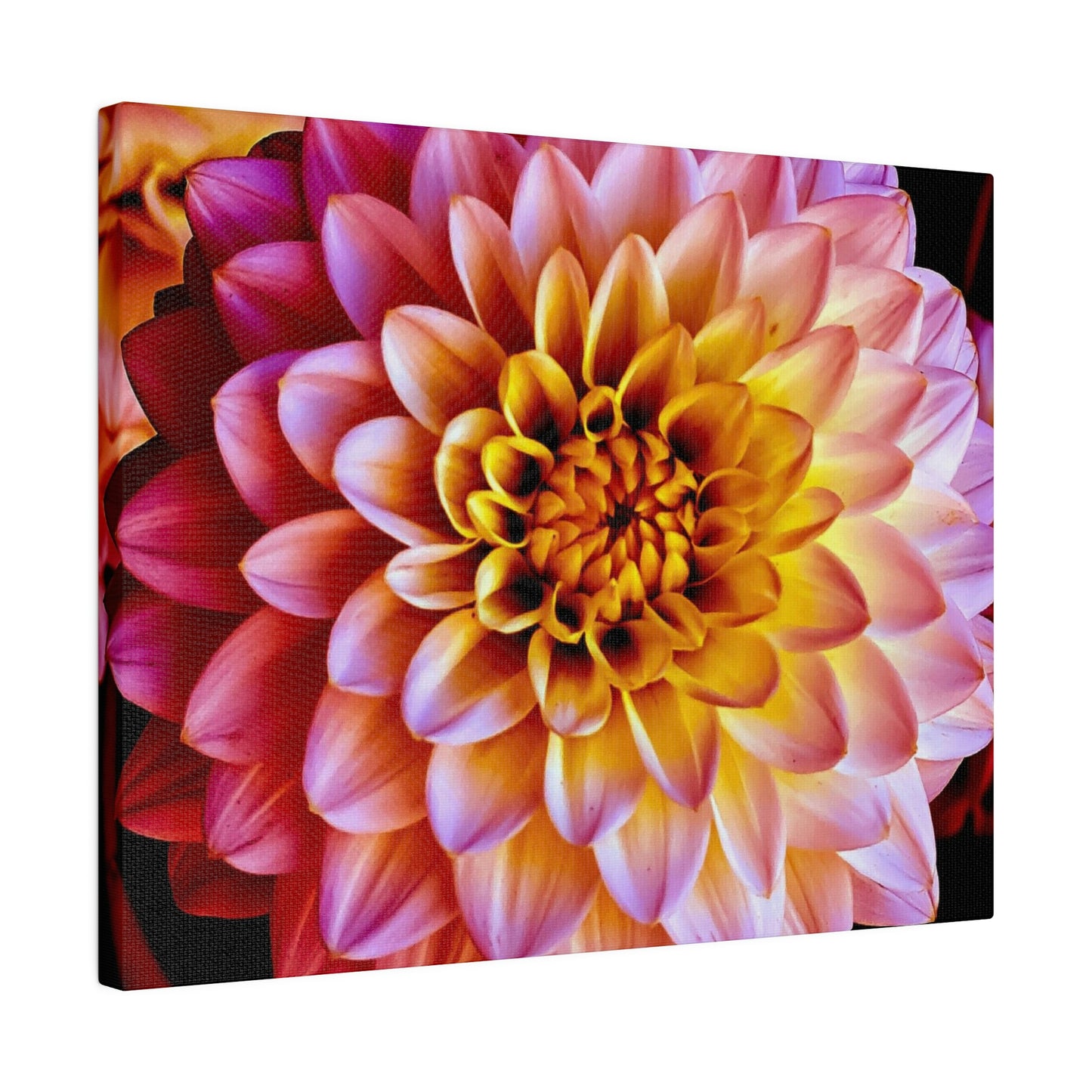 Colorful Dahlia on Matte Canvas, Stretched, 0.75"