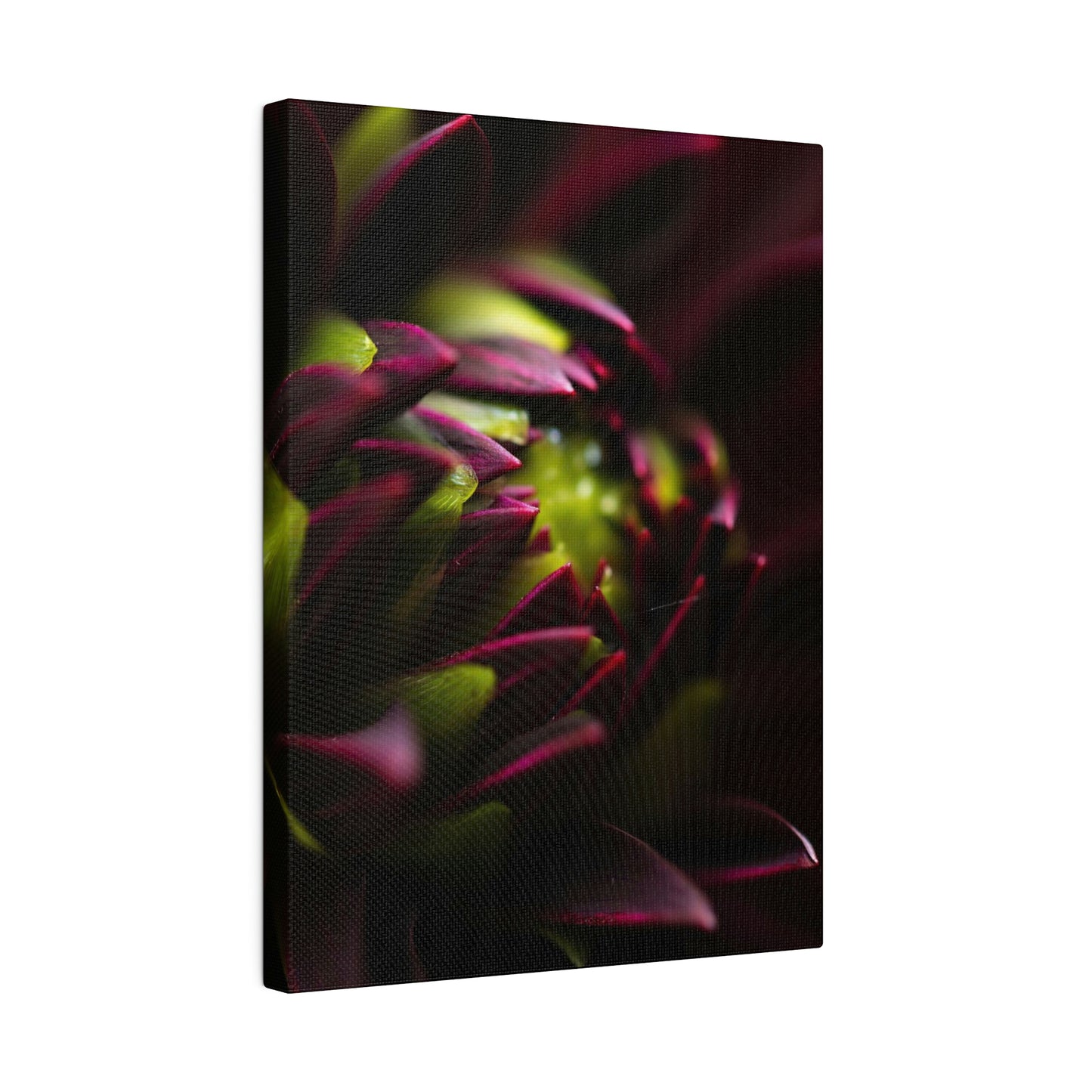 Purple Dahlia on Matte Canvas, Stretched, 0.75"