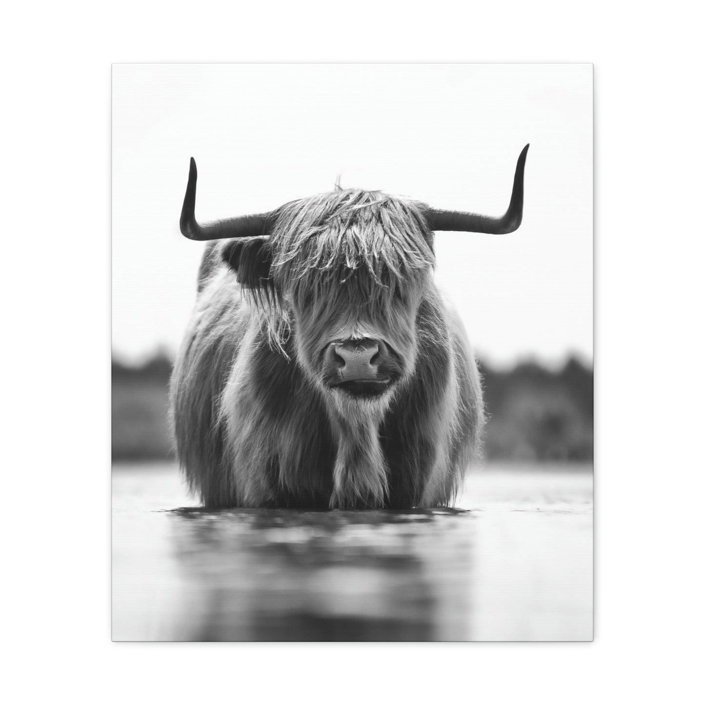 Highland Cow in water