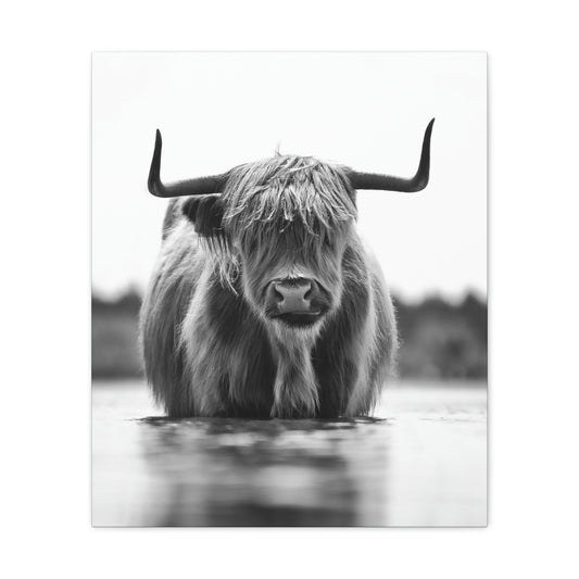 Highland Cow in water