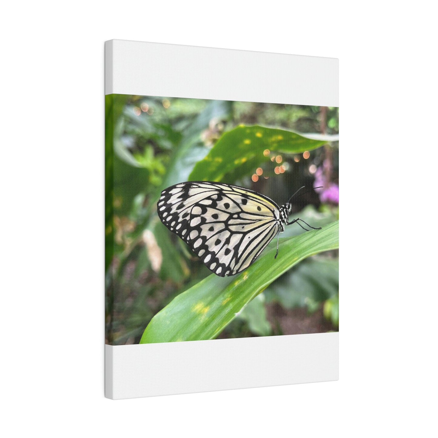 Black and White Butterfly on Matte Canvas, Stretched, 0.75"