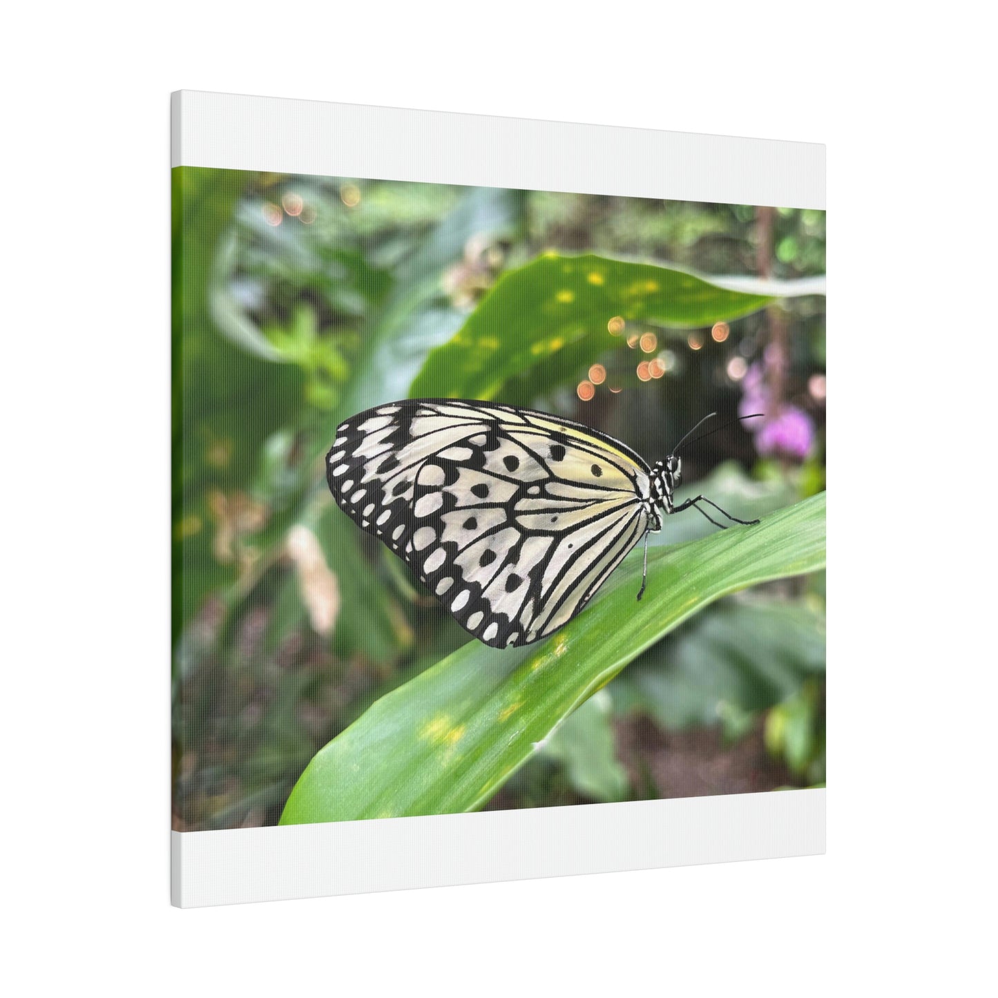 Black and White Butterfly on Matte Canvas, Stretched, 0.75"