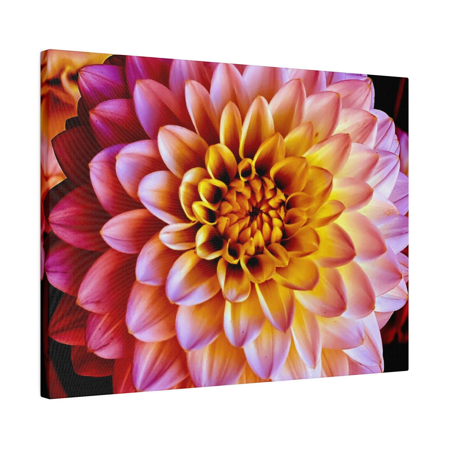 Colorful Dahlia on Matte Canvas, Stretched, 0.75"