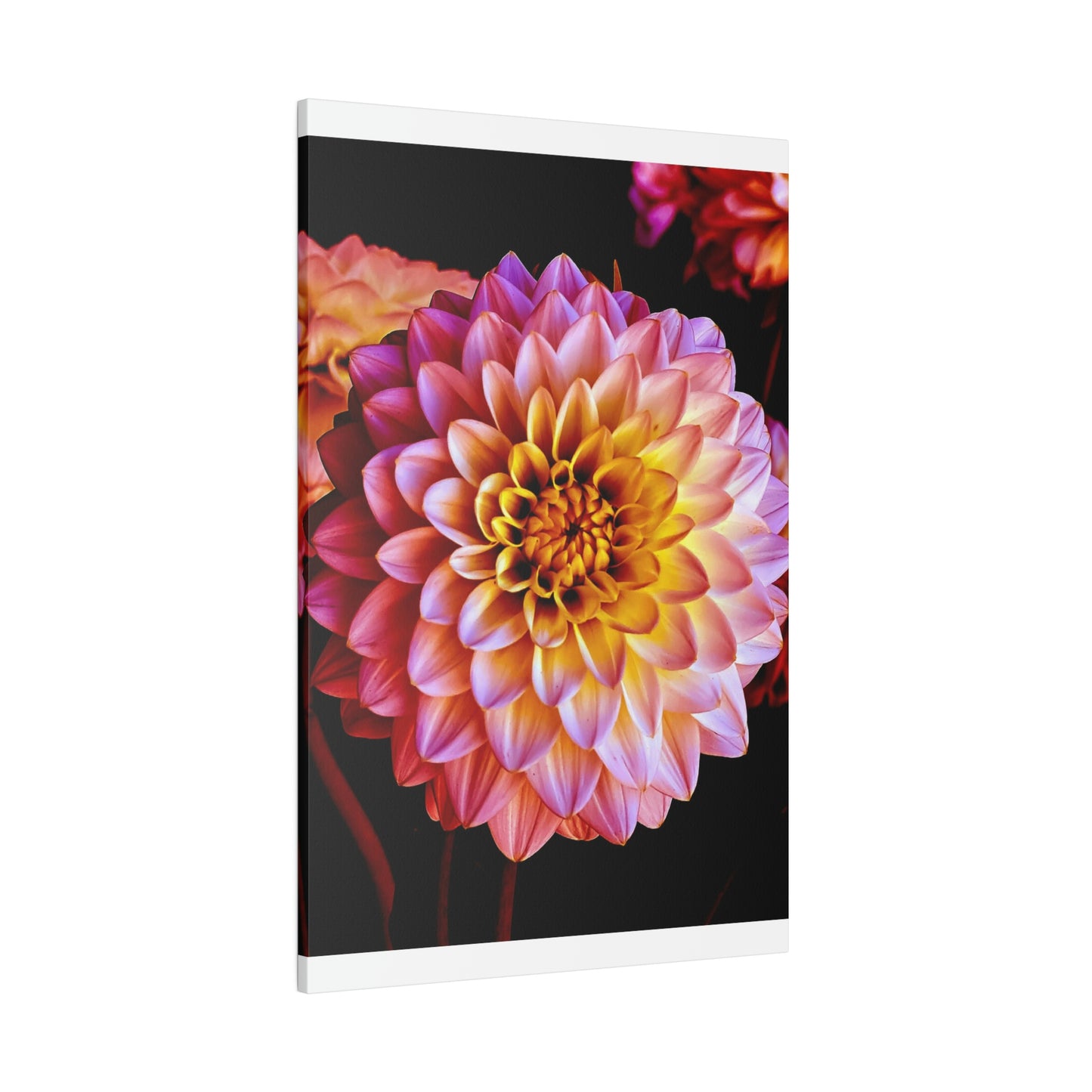 Colorful Dahlia on Matte Canvas, Stretched, 0.75"