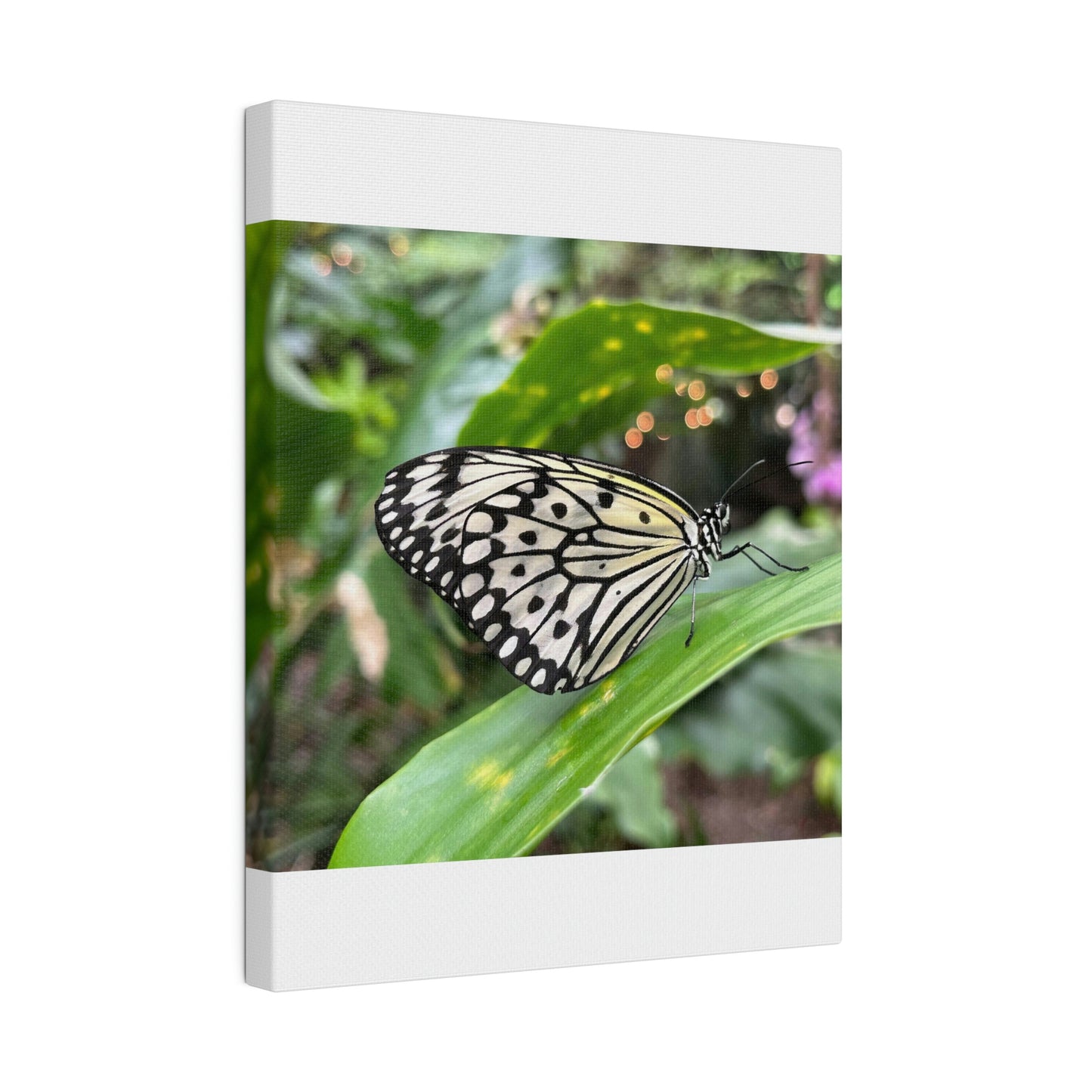 Black and White Butterfly on Matte Canvas, Stretched, 0.75"