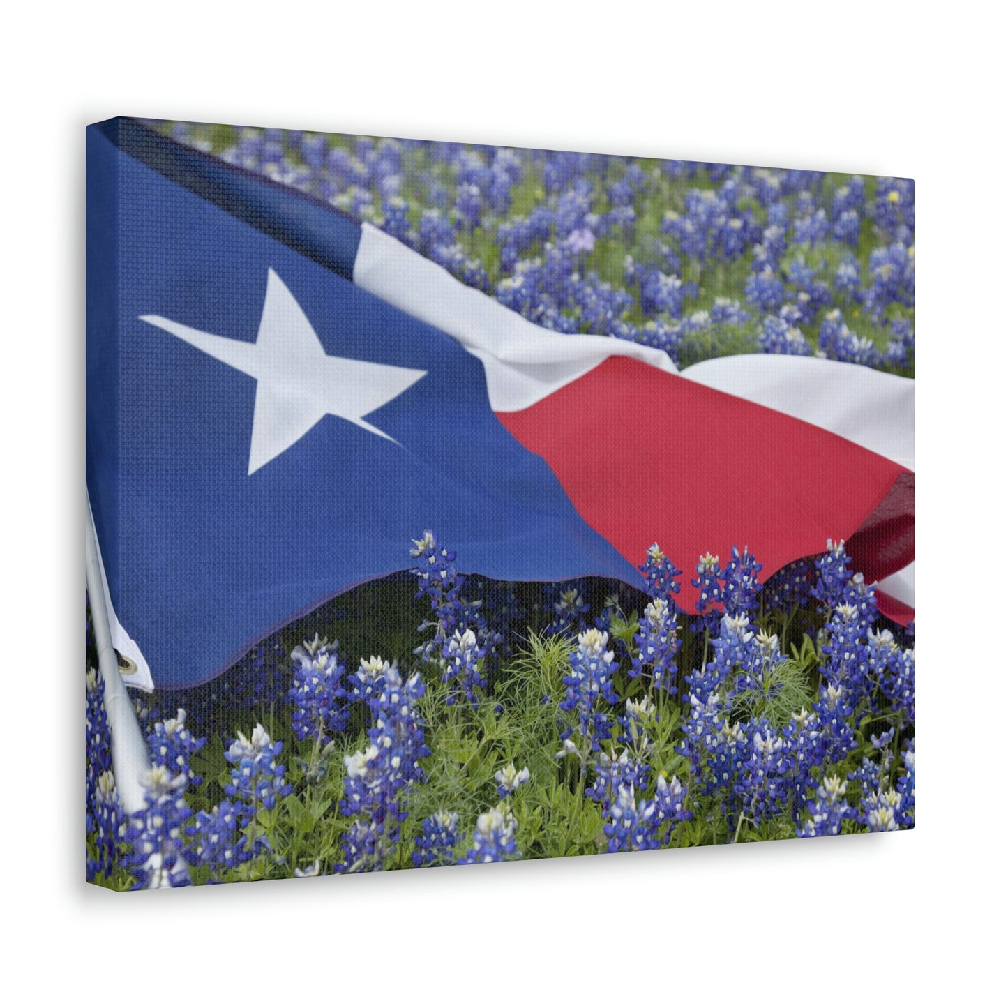 Texas Bluebonnets