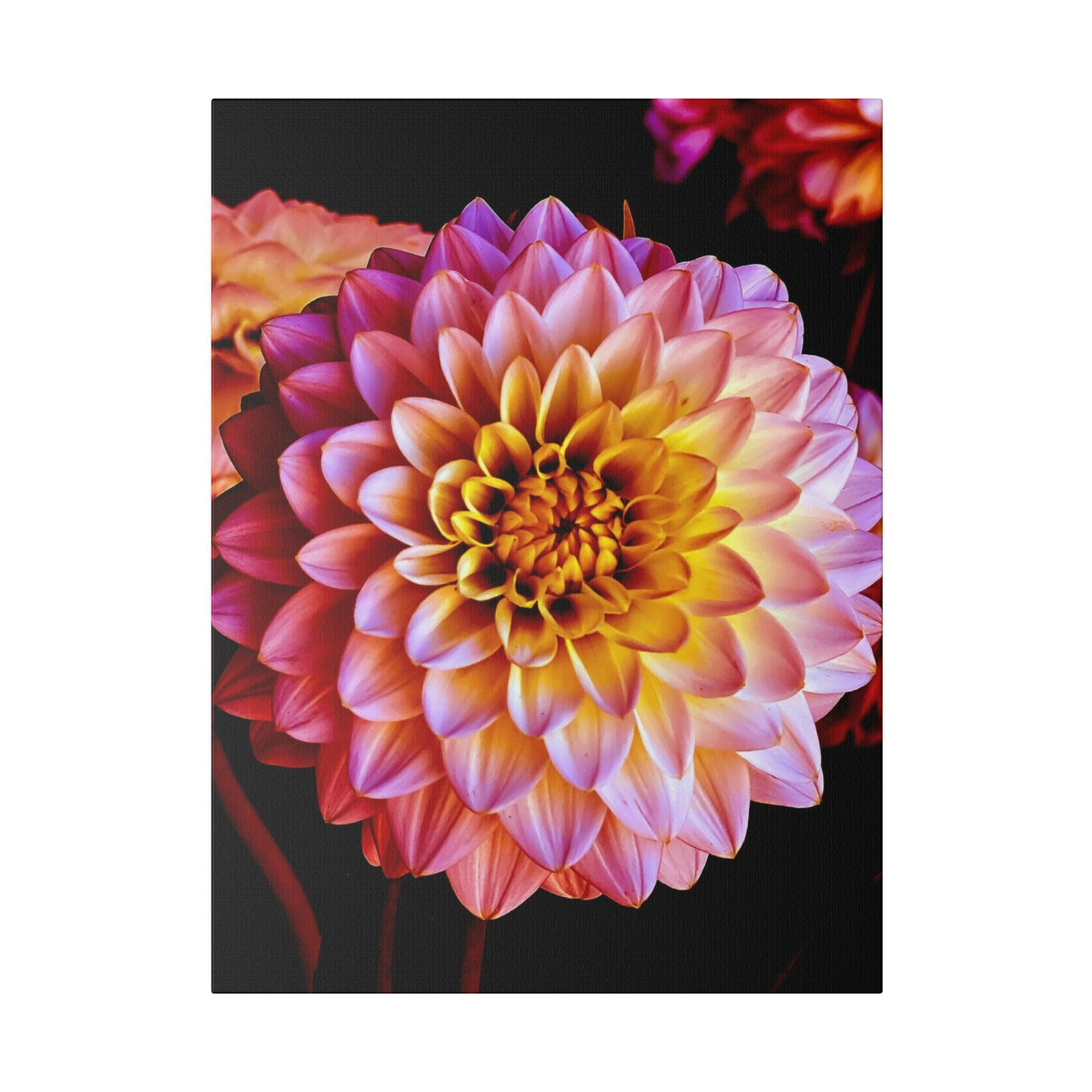 Colorful Dahlia on Matte Canvas, Stretched, 0.75"