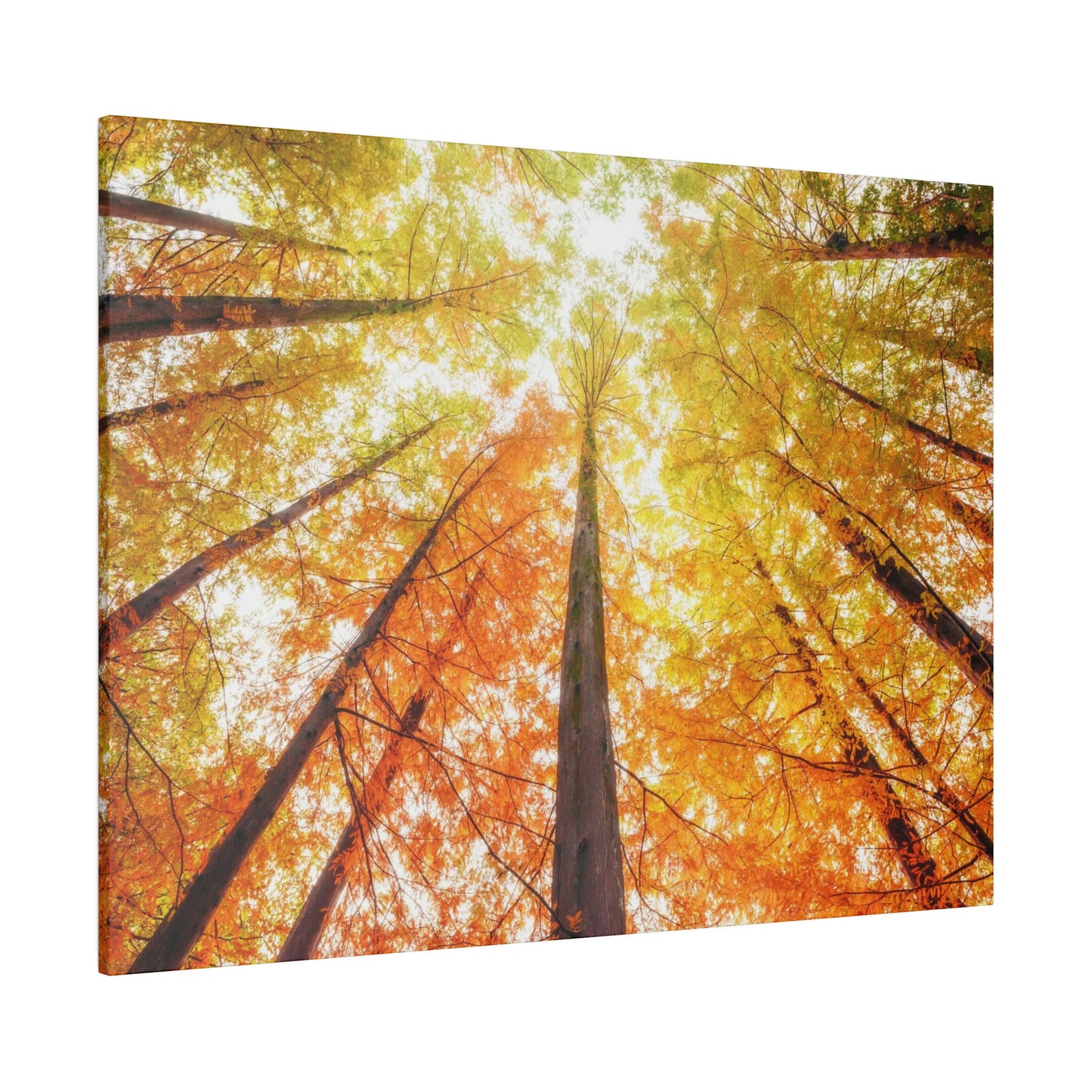 A fall Dream on Matte Canvas, Stretched, 0.75"